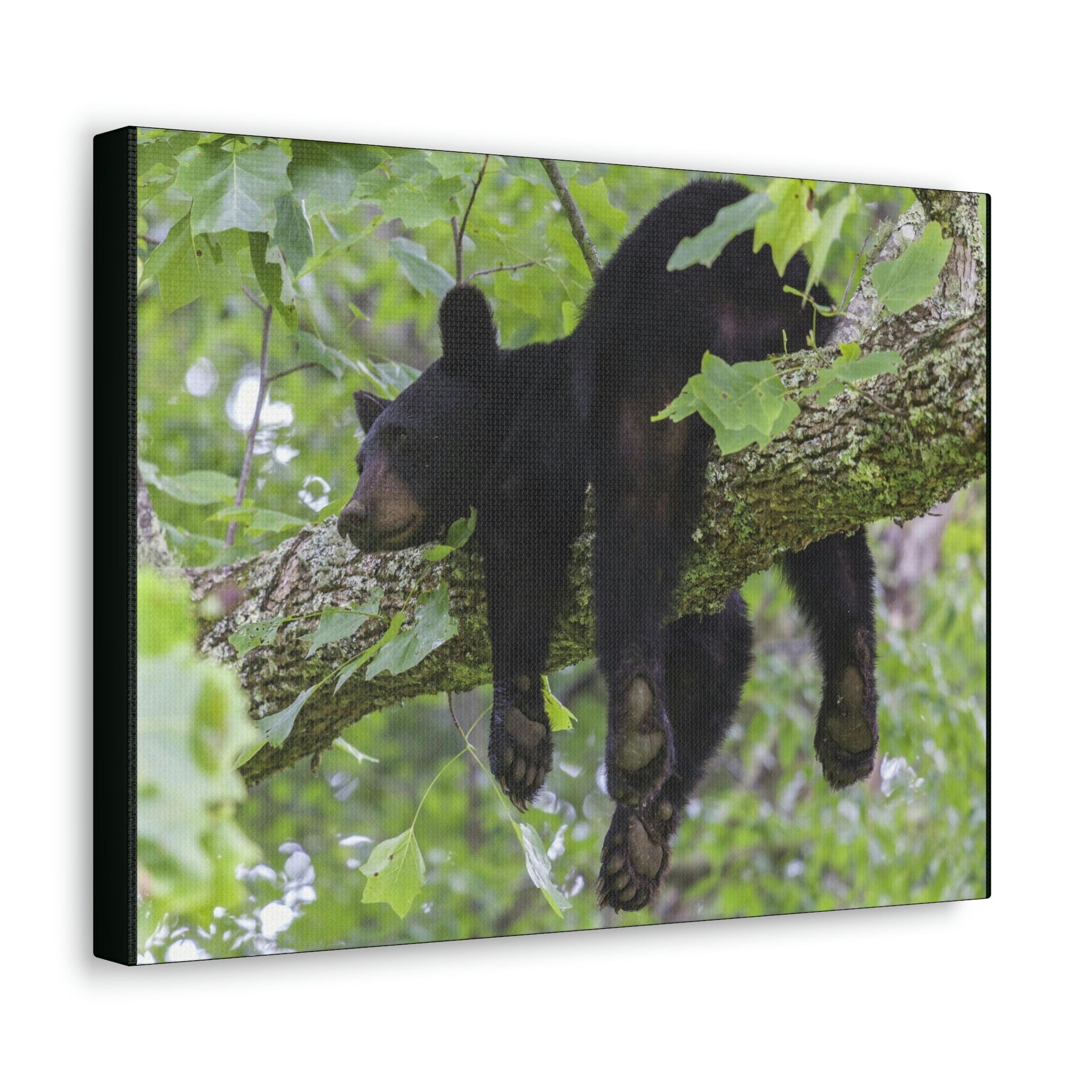 Canvas Gallery Wraps - A black bear resting and enjoying the parks beauty - on a tree branch in Mountain National Park (SMNP) USA - Green Forest Home