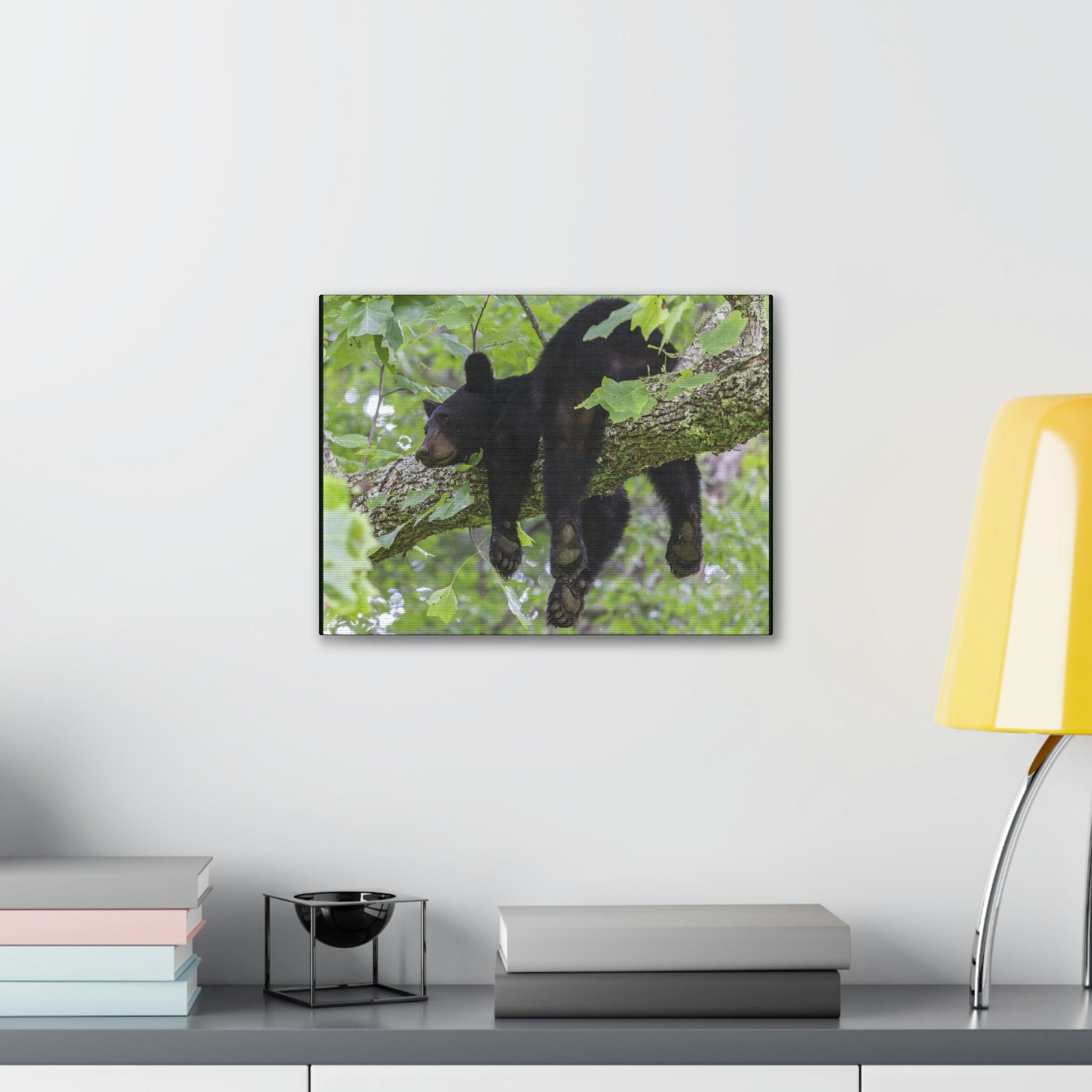 Canvas Gallery Wraps - A black bear resting and enjoying the parks beauty - on a tree branch in Mountain National Park (SMNP) USA - Green Forest Home