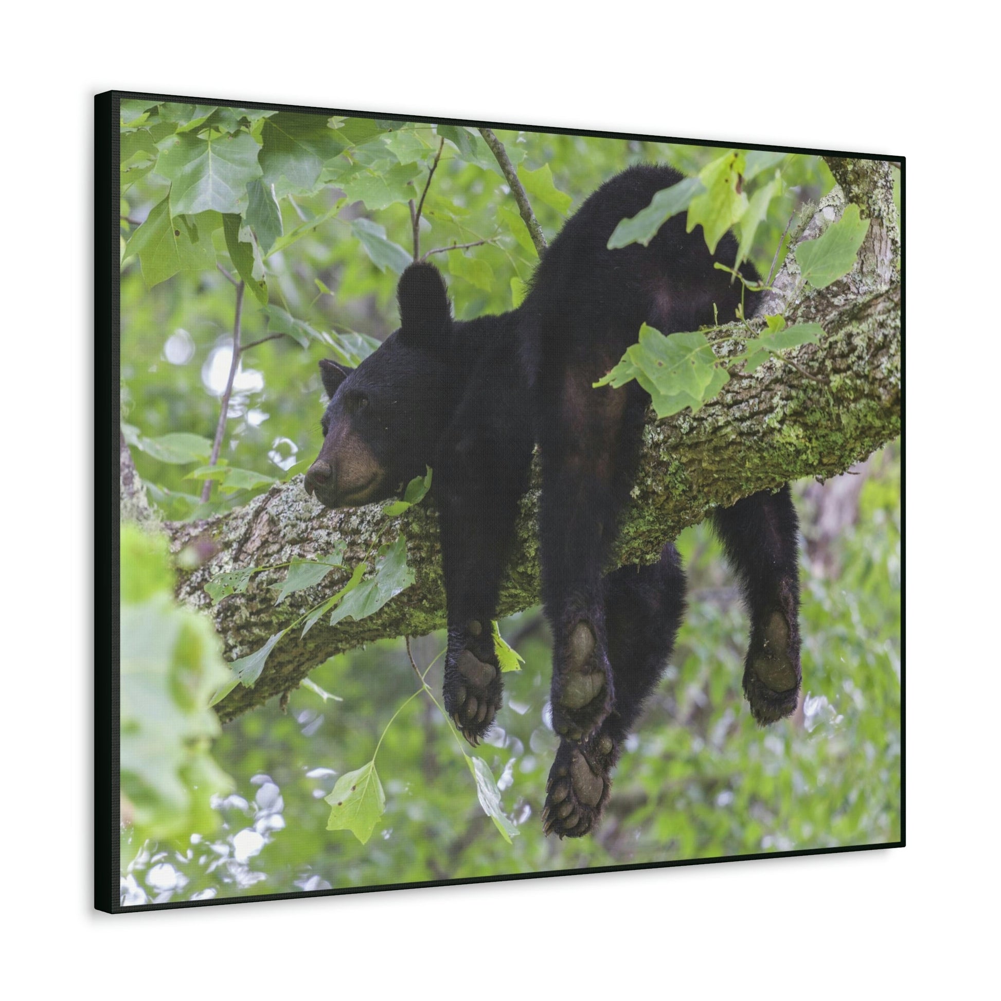 Canvas Gallery Wraps - A black bear resting and enjoying the parks beauty - on a tree branch in Mountain National Park (SMNP) USA - Green Forest Home