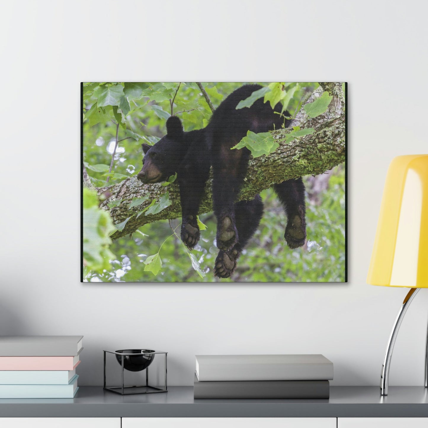 Canvas Gallery Wraps - A black bear resting and enjoying the parks beauty - on a tree branch in Mountain National Park (SMNP) USA - Green Forest Home