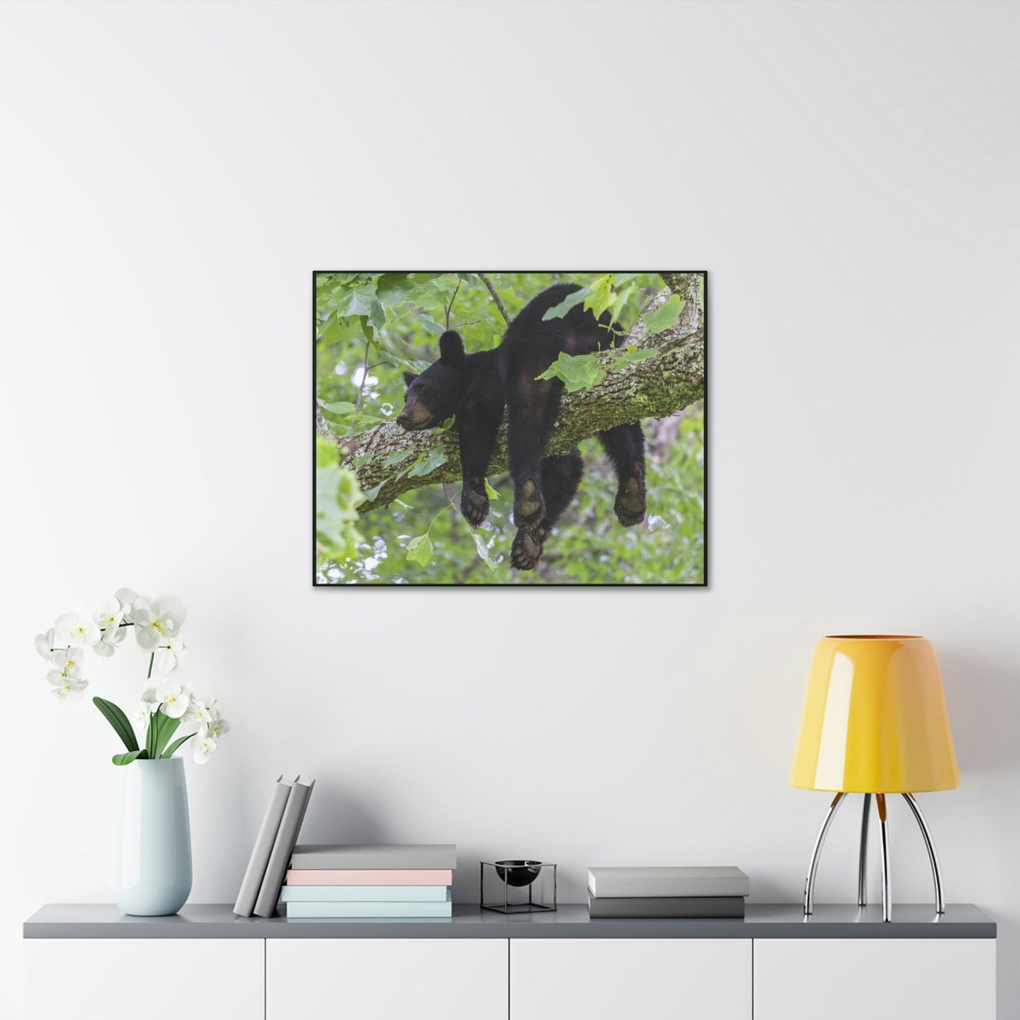 Canvas Gallery Wraps - A black bear resting and enjoying the parks beauty - on a tree branch in Mountain National Park (SMNP) USA - Green Forest Home