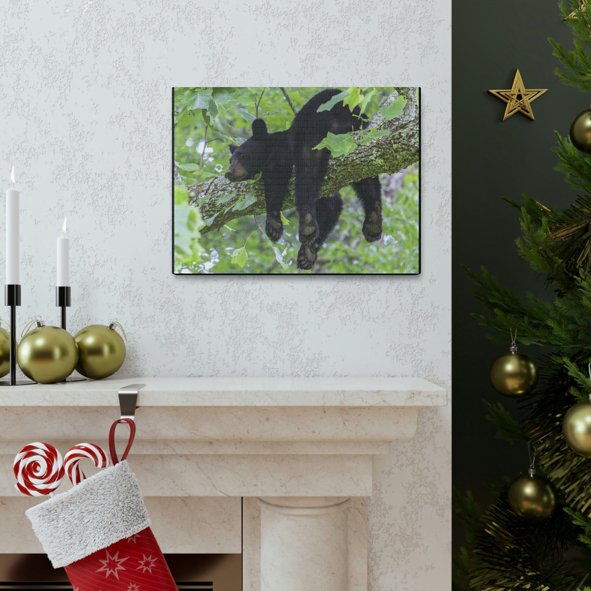 Canvas Gallery Wraps - A black bear resting and enjoying the parks beauty - on a tree branch in Mountain National Park (SMNP) USA - Green Forest Home