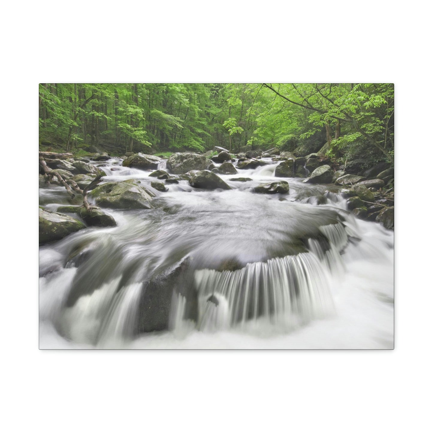 Canvas Gallery Wraps - Middle Prong Little River in Smoky Mountain National Park in Summer in Mountain National Park (SMNP) USA - Green Forest Home