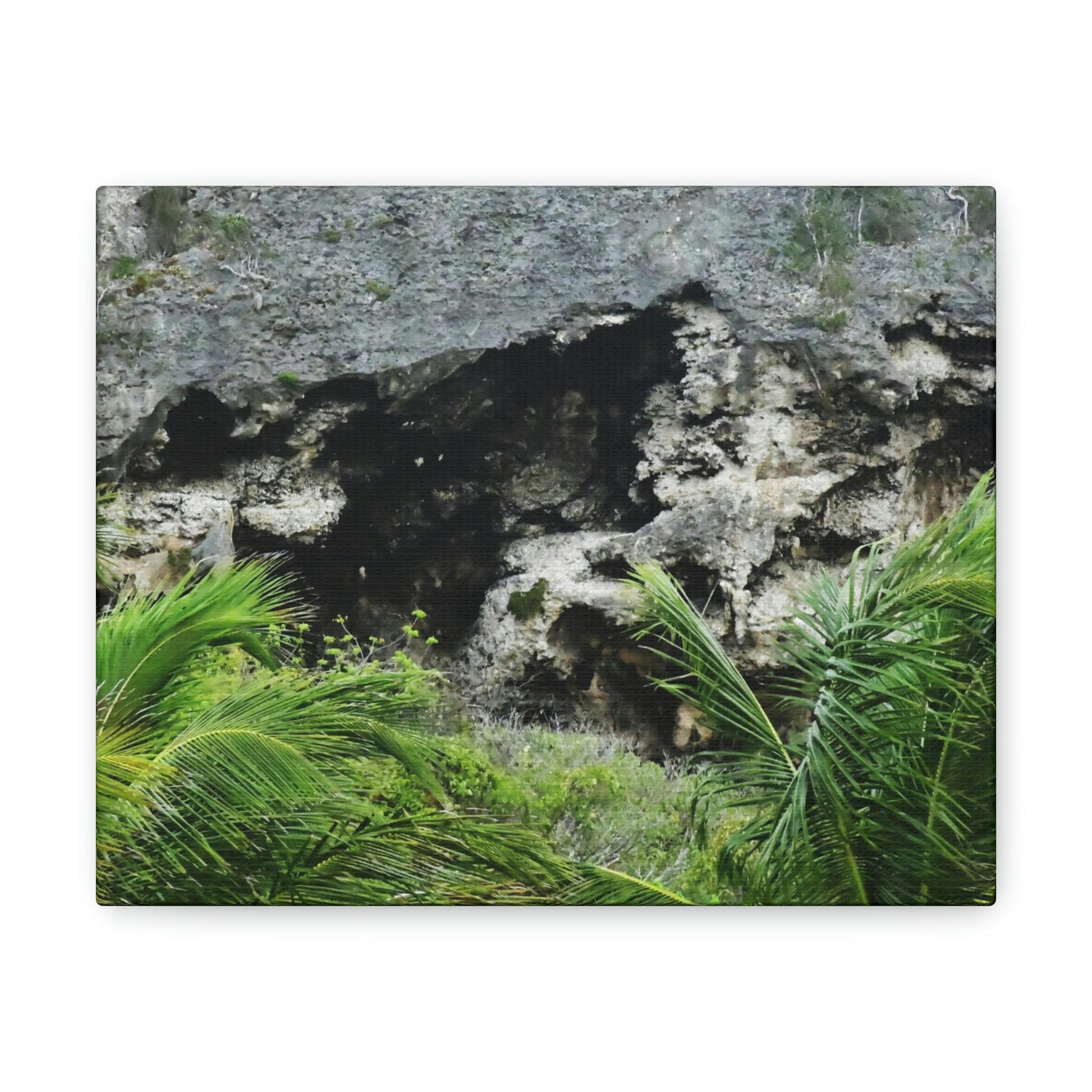 Closeup of Limestone plateau - Puerto Rico - the Galapagos of the Caribbean - in Pajaros beach - Green Forest Home