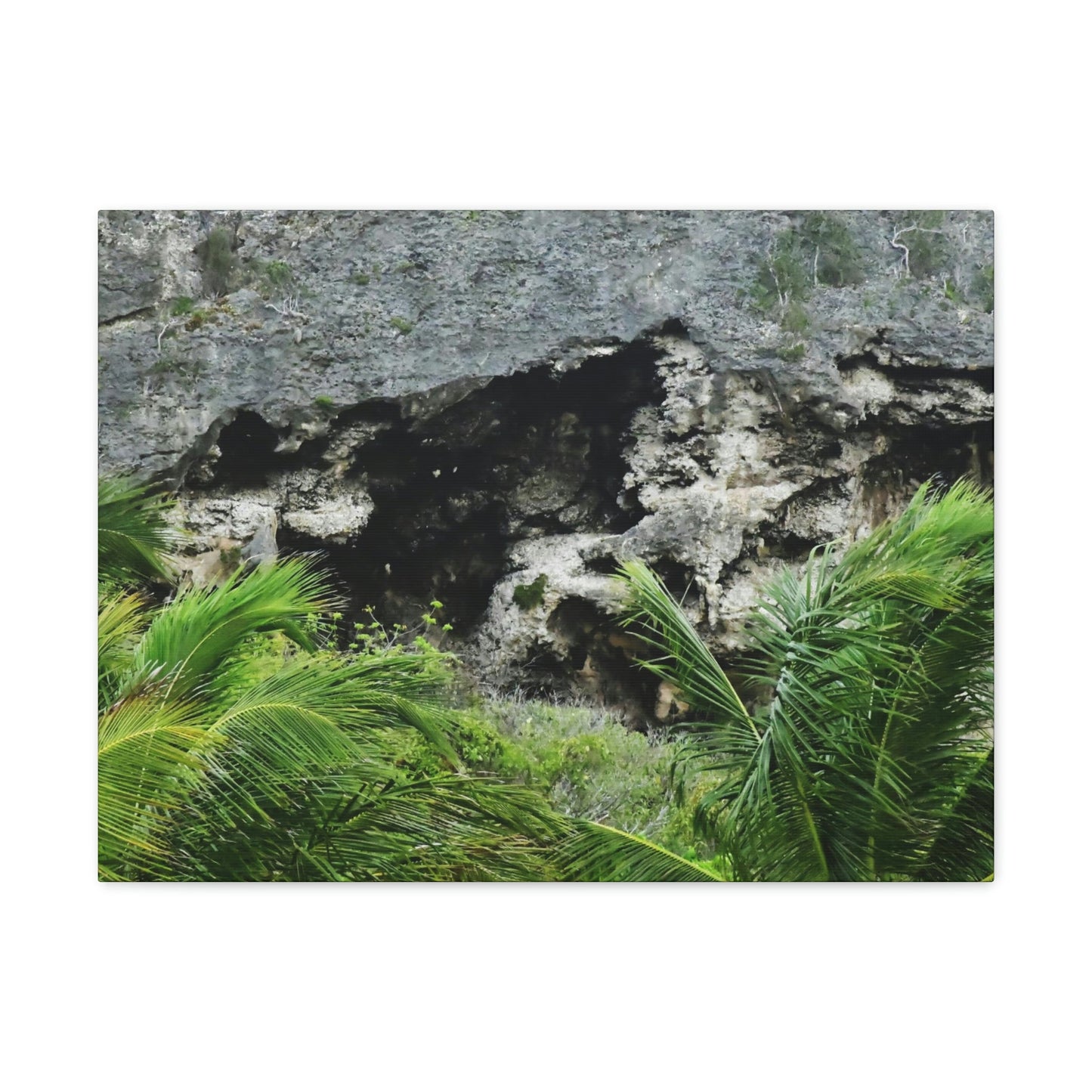 Closeup of Limestone plateau - Puerto Rico - the Galapagos of the Caribbean - in Pajaros beach - Green Forest Home