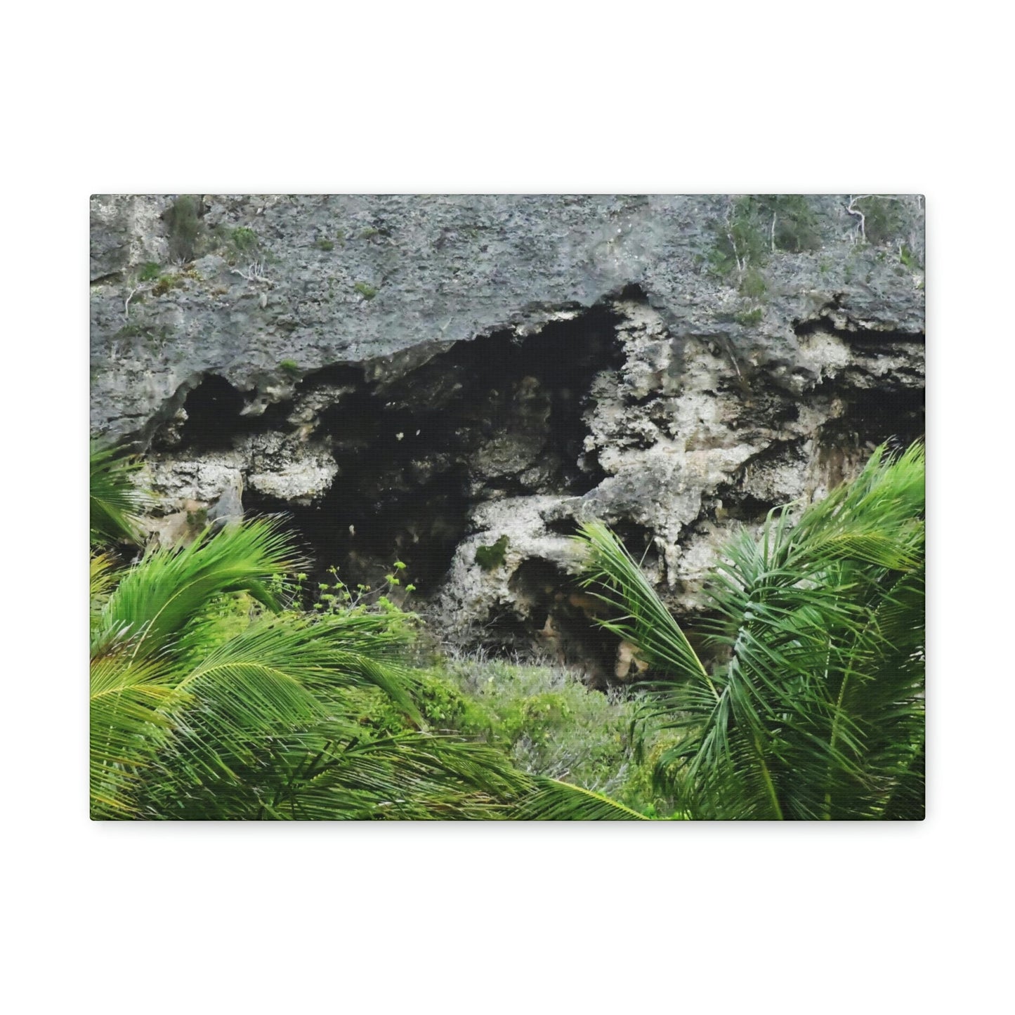 Closeup of Limestone plateau - Puerto Rico - the Galapagos of the Caribbean - in Pajaros beach - Green Forest Home