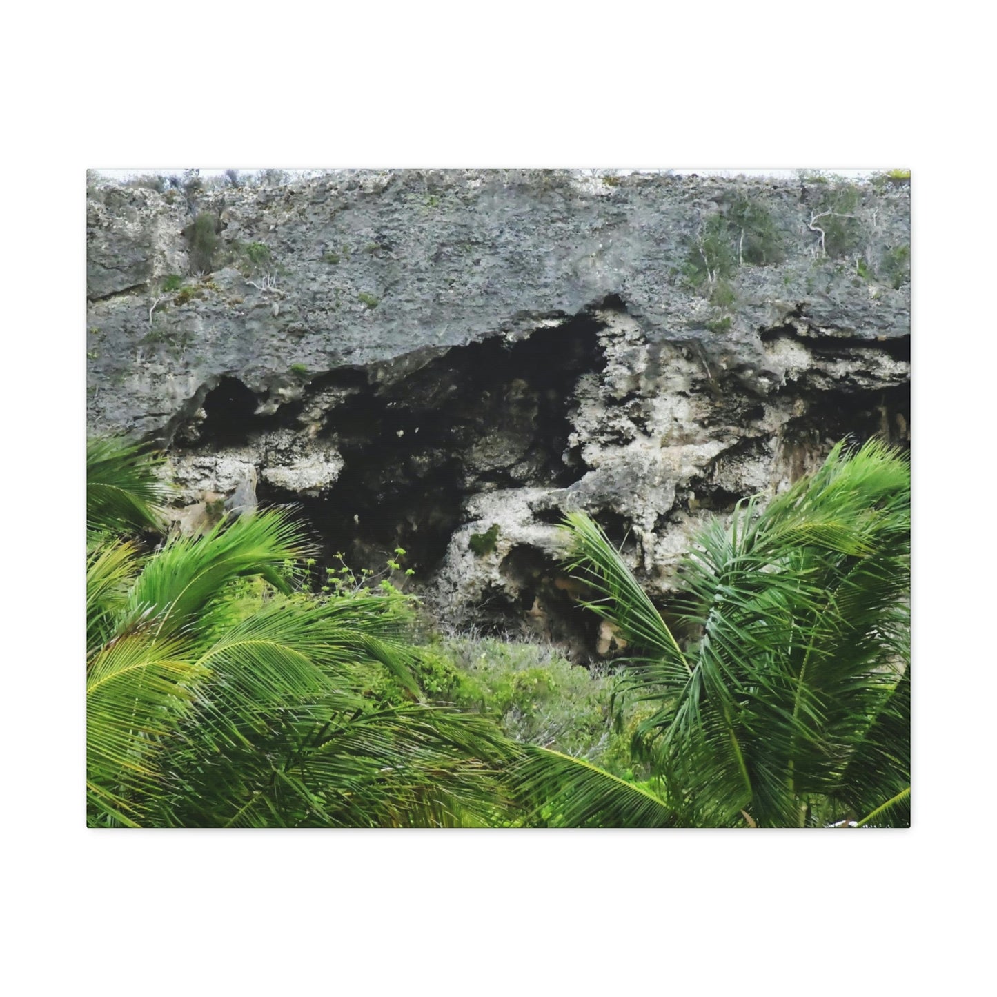 Closeup of Limestone plateau - Puerto Rico - the Galapagos of the Caribbean - in Pajaros beach - Green Forest Home