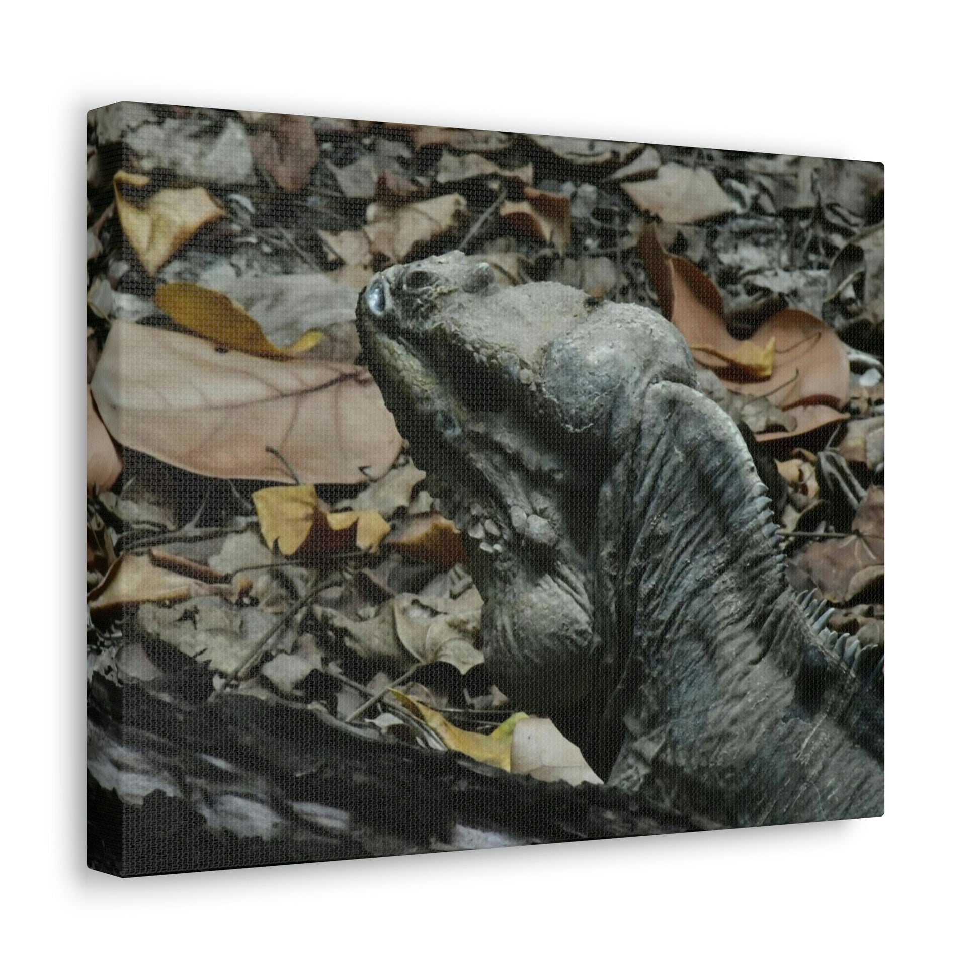 Closeup of the Amazing native Iguana of Mona Island - Puerto Rico - the Galapagos of the Caribbean - in Pajaros beach - Green Forest Home