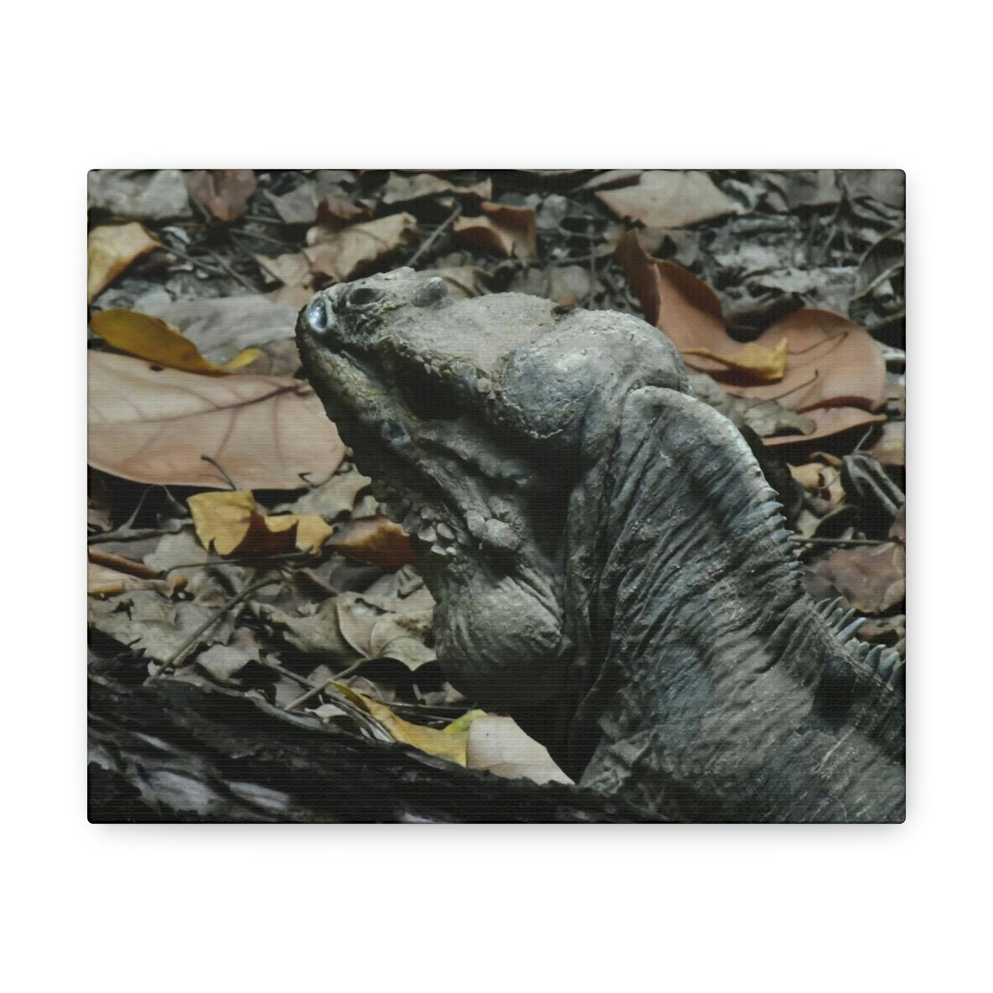 Closeup of the Amazing native Iguana of Mona Island - Puerto Rico - the Galapagos of the Caribbean - in Pajaros beach - Green Forest Home