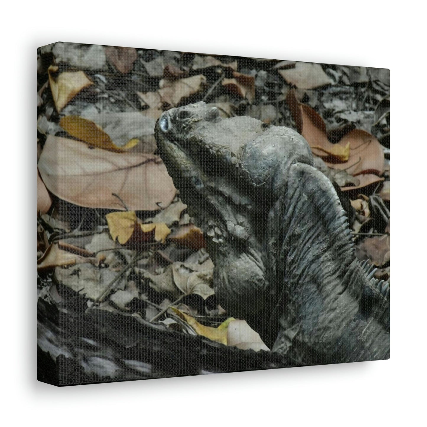 Closeup of the Amazing native Iguana of Mona Island - Puerto Rico - the Galapagos of the Caribbean - in Pajaros beach - Green Forest Home