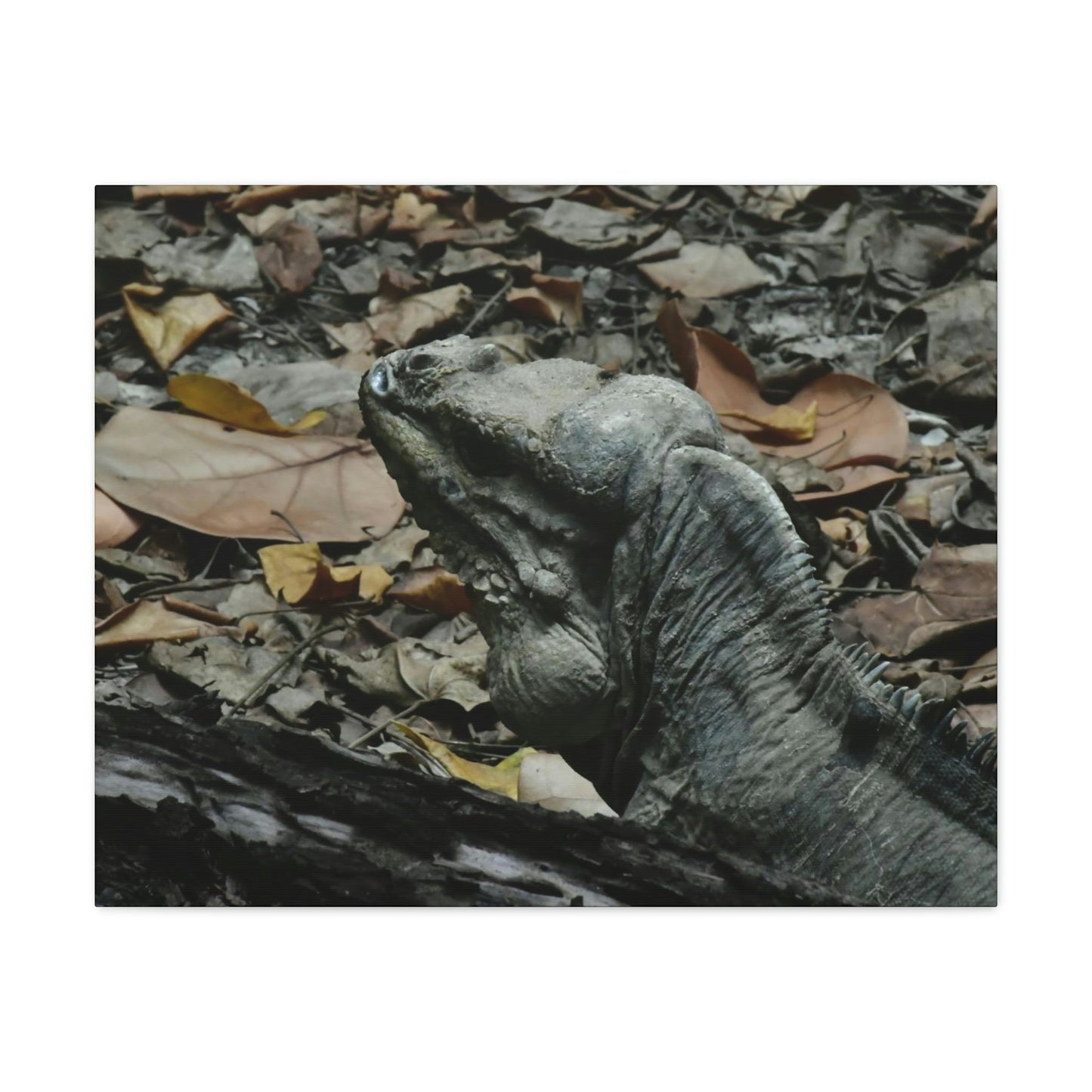 Closeup of the Amazing native Iguana of Mona Island - Puerto Rico - the Galapagos of the Caribbean - in Pajaros beach - Green Forest Home