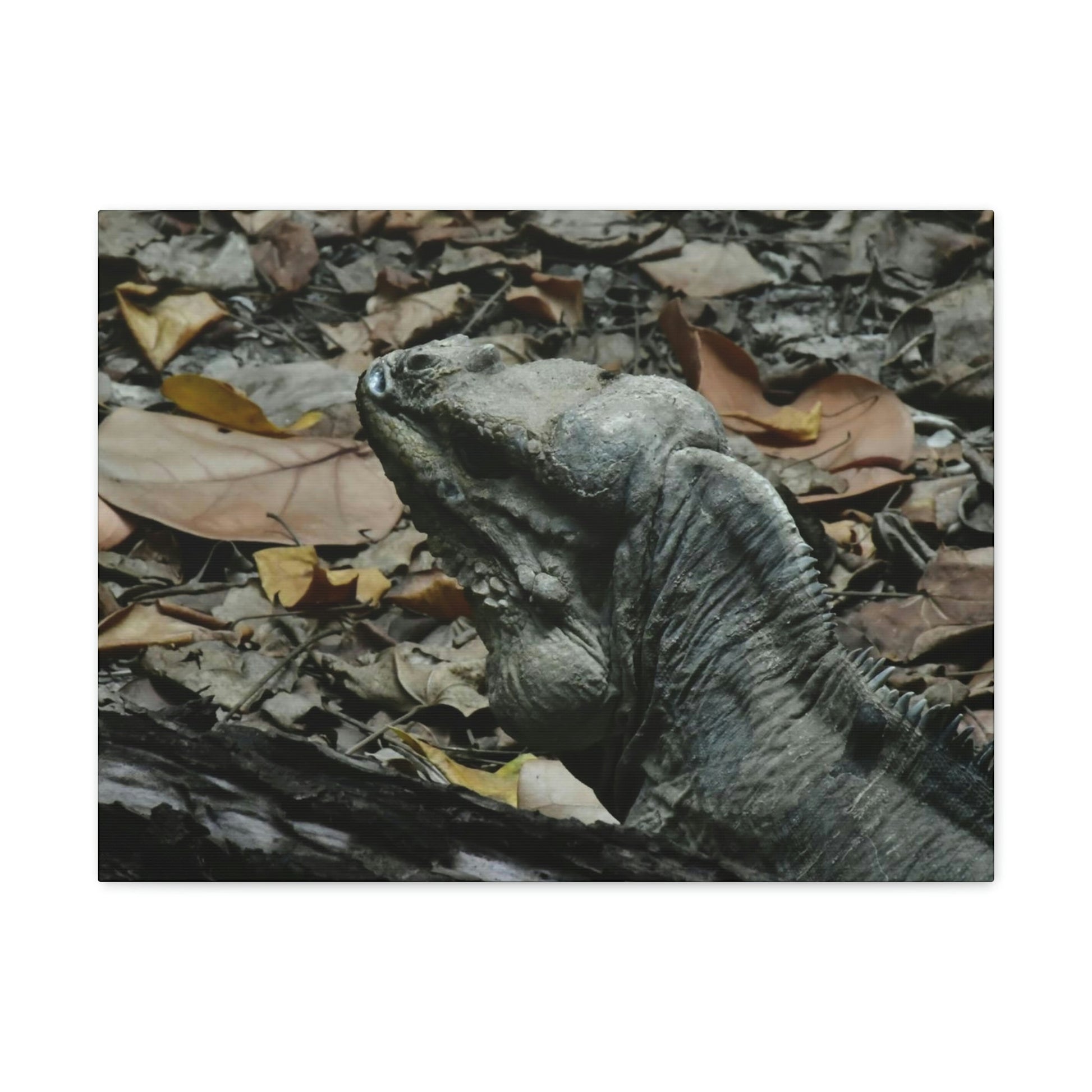 Closeup of the Amazing native Iguana of Mona Island - Puerto Rico - the Galapagos of the Caribbean - in Pajaros beach - Green Forest Home