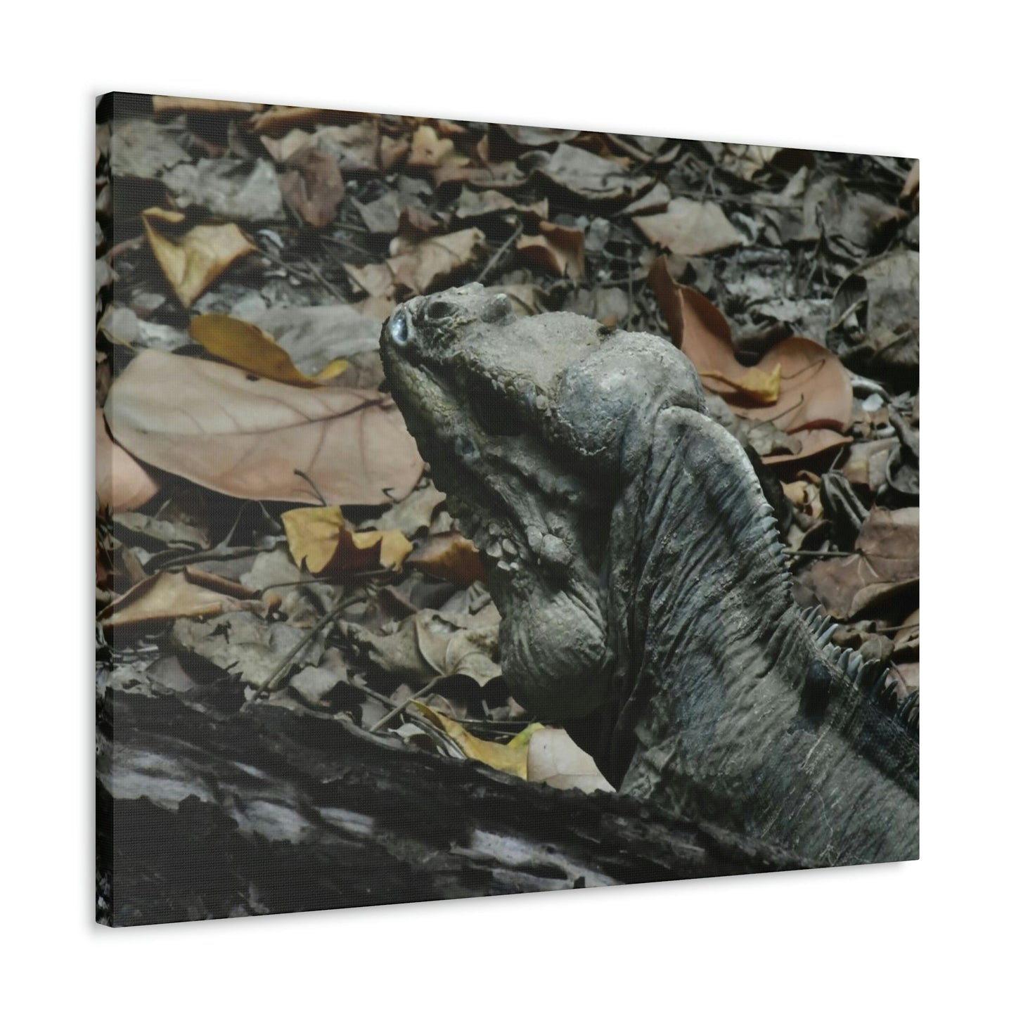 Closeup of the Amazing native Iguana of Mona Island - Puerto Rico - the Galapagos of the Caribbean - in Pajaros beach - Green Forest Home