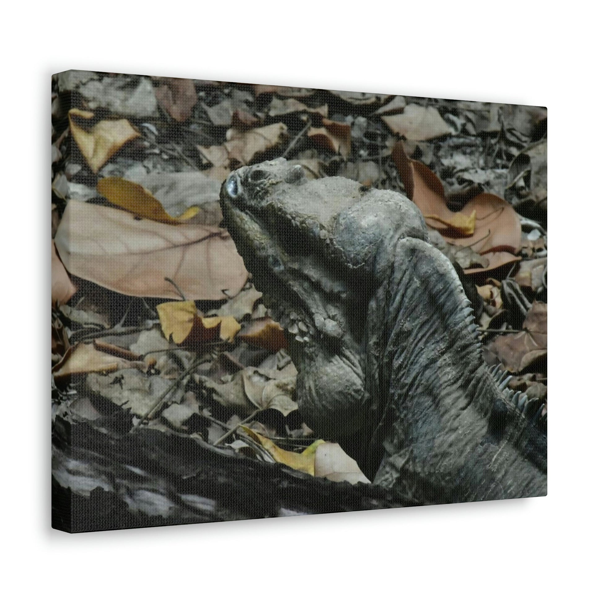 Closeup of the Amazing native Iguana of Mona Island - Puerto Rico - the Galapagos of the Caribbean - in Pajaros beach - Green Forest Home