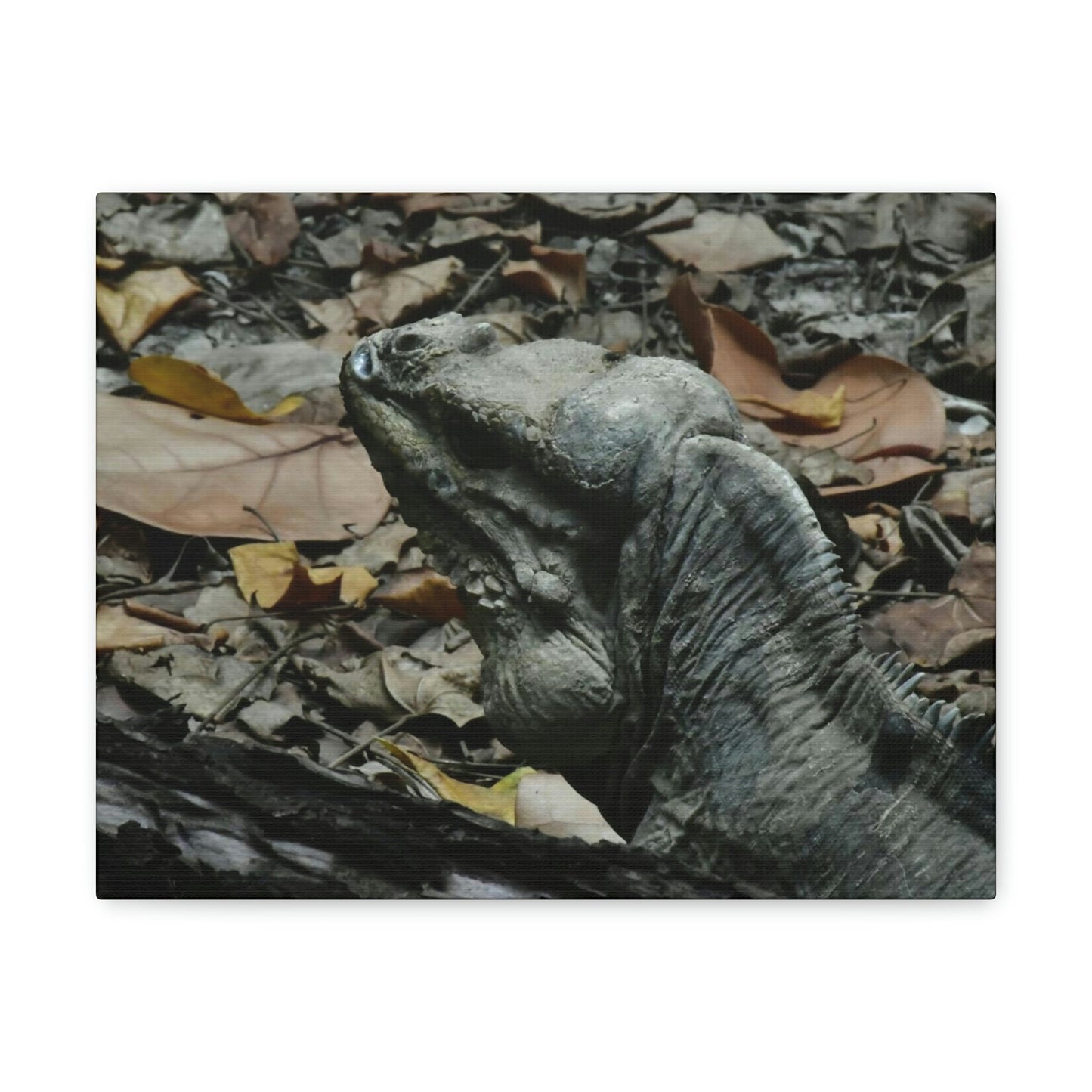 Closeup of the Amazing native Iguana of Mona Island - Puerto Rico - the Galapagos of the Caribbean - in Pajaros beach - Green Forest Home