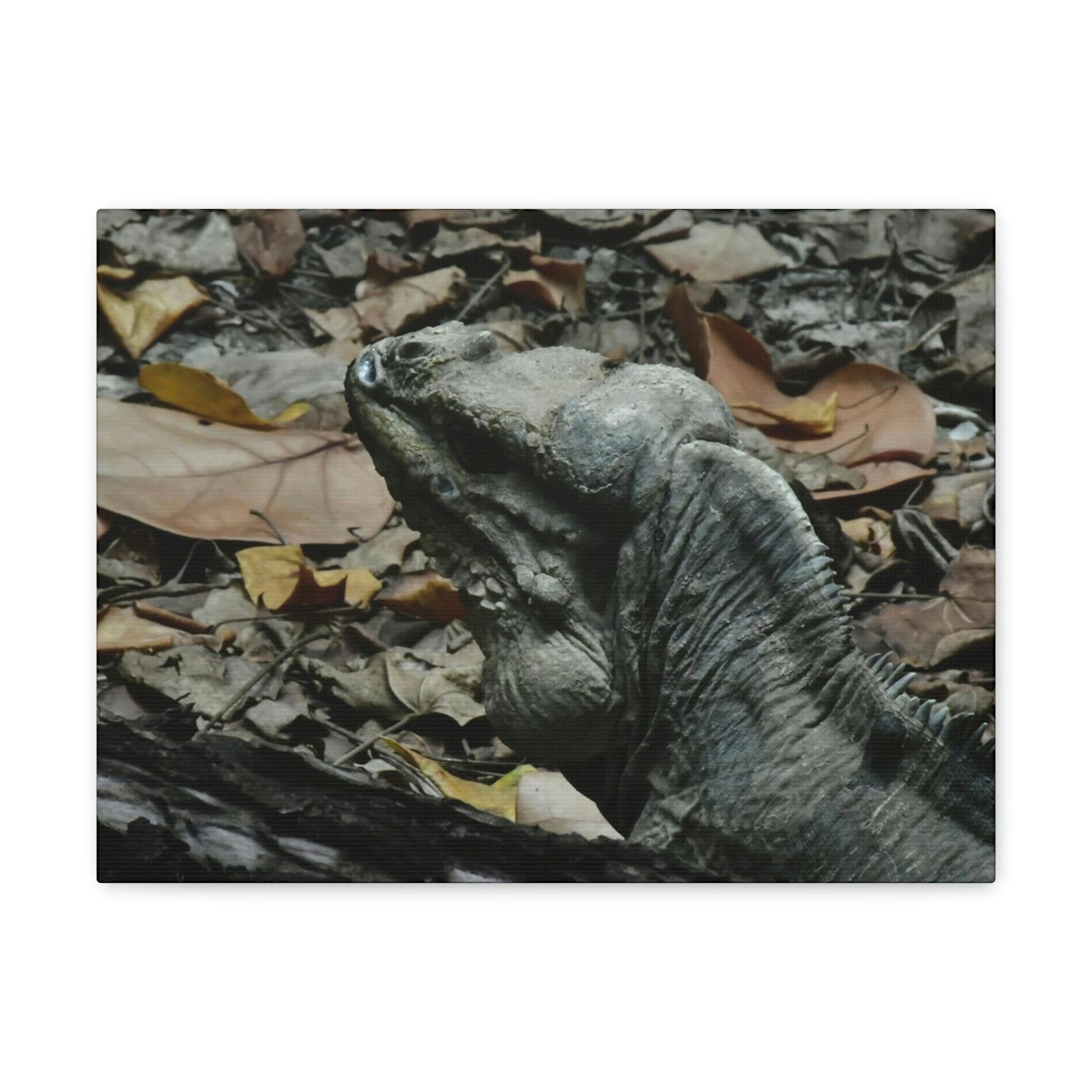 Closeup of the Amazing native Iguana of Mona Island - Puerto Rico - the Galapagos of the Caribbean - in Pajaros beach - Green Forest Home