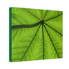 Deals on Thin Canvas - Stretched, 0.75" - Small Sizes Horizontal - Ideal for Wall Forest Mosaics - Yagrumo in the sun closeup