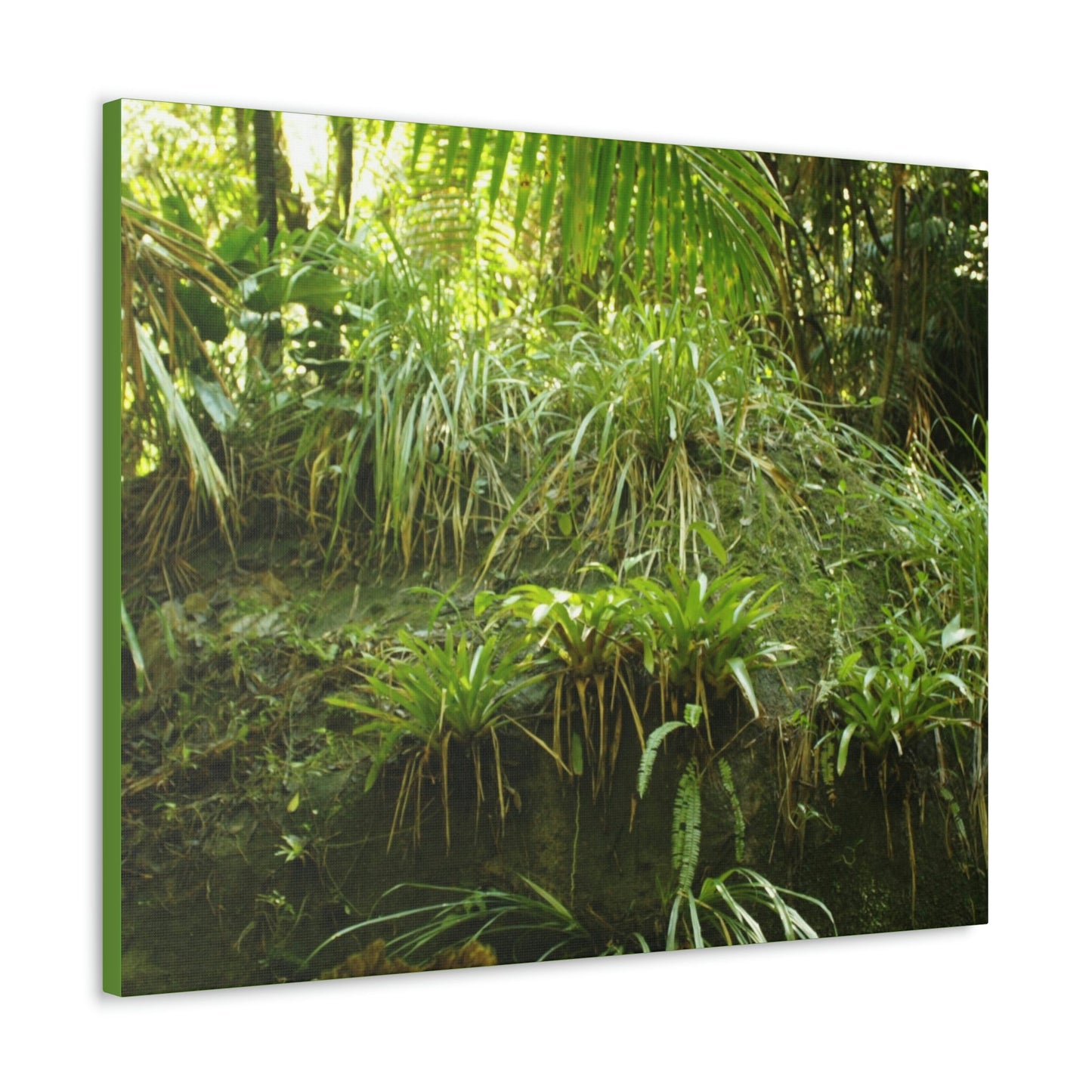 EYNF - Canvas Gallery Wraps - A Large Boulder in the Holy Spirit river exploration covered with bromeliads, ferns and moss - Green Forest Home