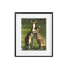 Framed Posters, Matte - Printed in Australia by Prima Printing - Hugging Kangaroos - Australia - Green Forest Home