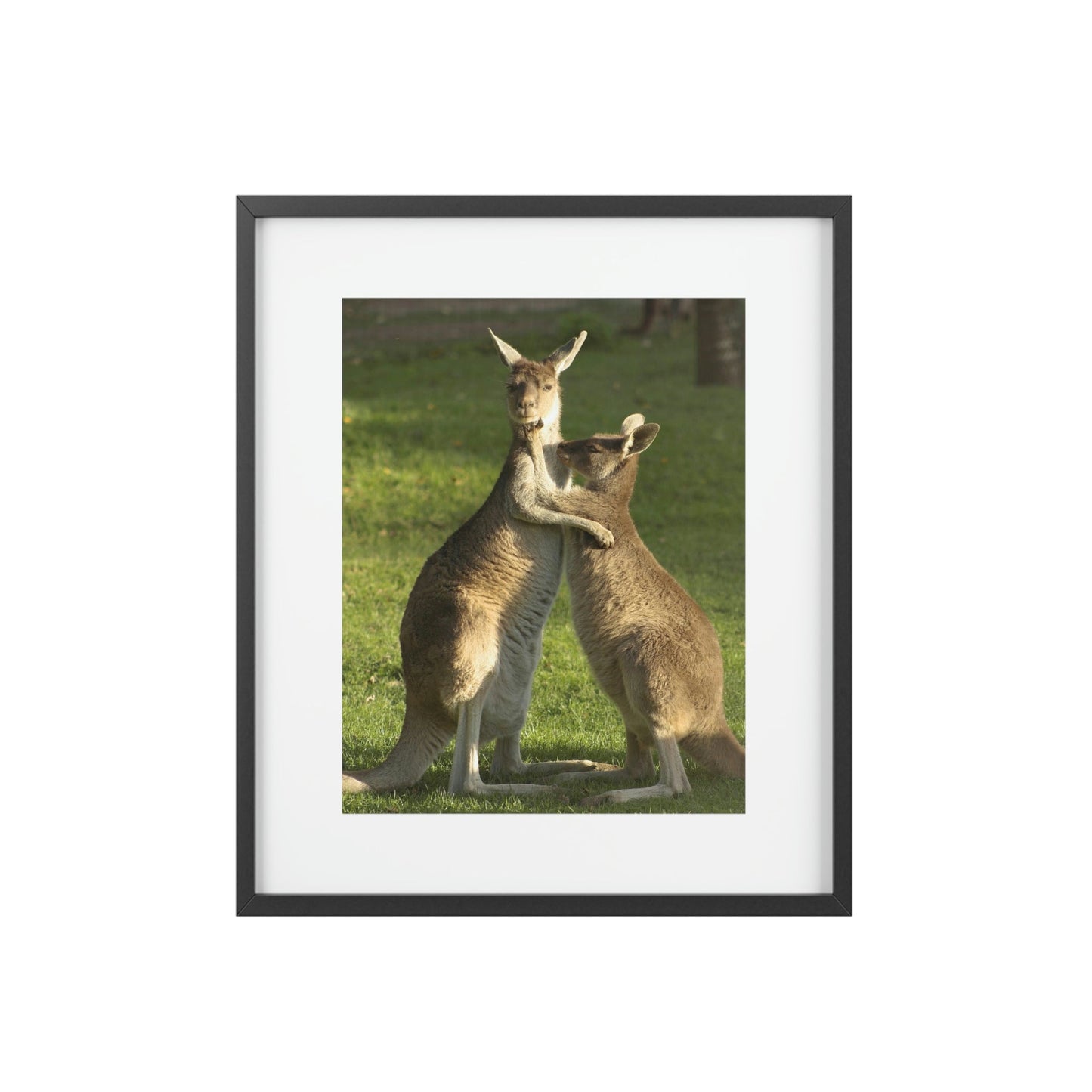 Framed Posters, Matte - Printed in Australia by Prima Printing - Hugging Kangaroos - Australia - Green Forest Home