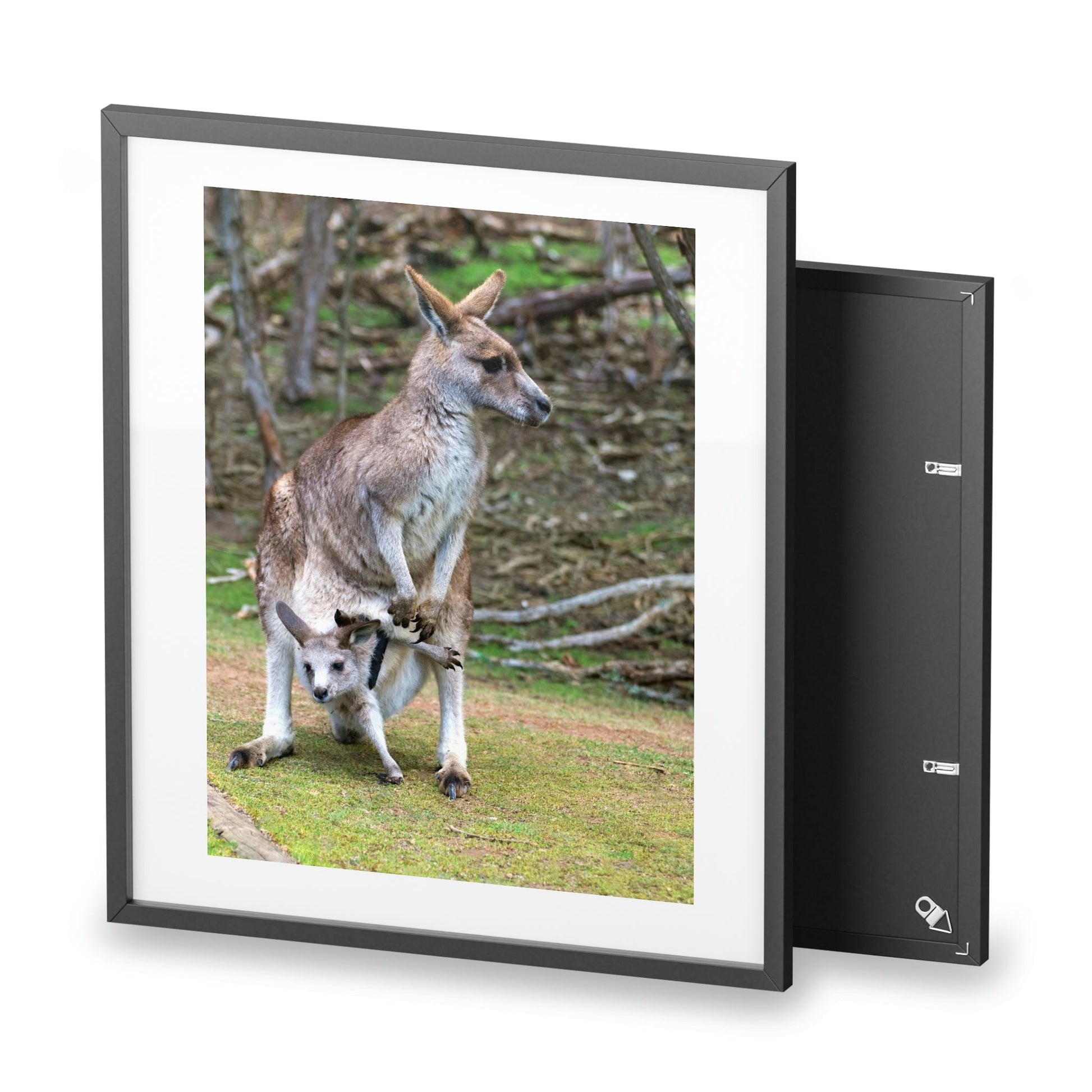 Framed Posters, Matte - Printed in Australia by Prima Printing - Hugging Kangaroos - Australia - Green Forest Home