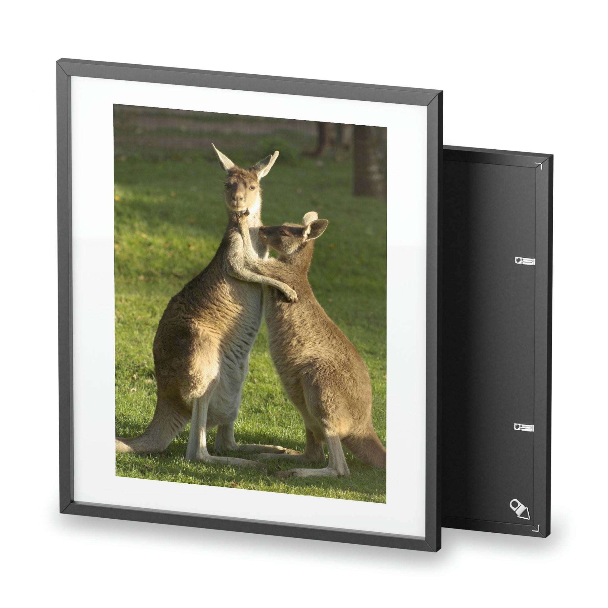 Framed Posters, Matte - Printed in Australia by Prima Printing - Hugging Kangaroos - Australia - Green Forest Home