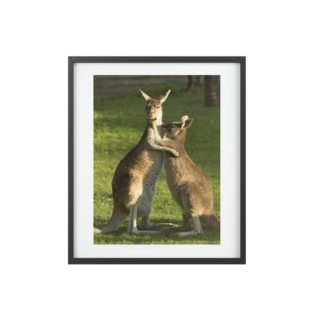 Framed Posters, Matte - Printed in Australia by Prima Printing - Hugging Kangaroos - Australia - Green Forest Home