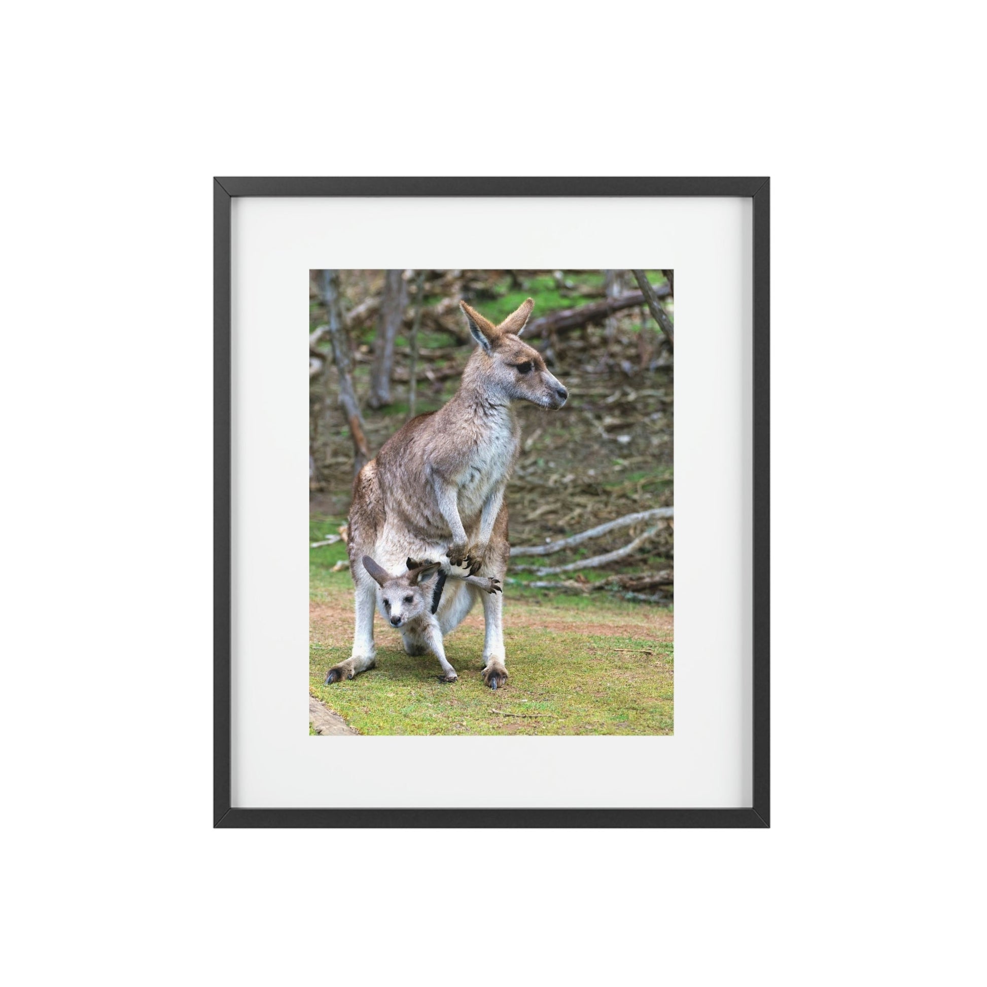 Framed Posters, Matte - Printed in Australia by Prima Printing - Hugging Kangaroos - Australia - Green Forest Home