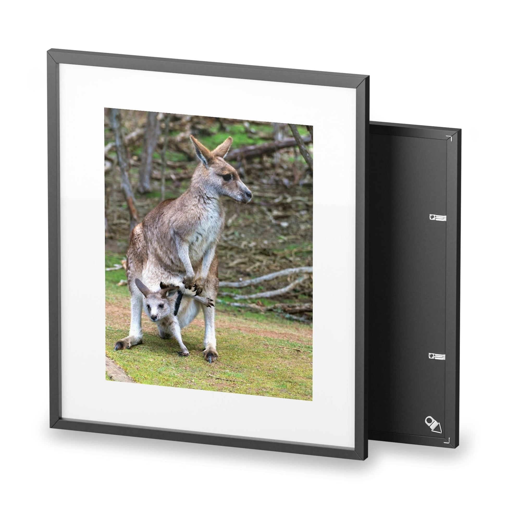 Framed Posters, Matte - Printed in Australia by Prima Printing - Hugging Kangaroos - Australia - Green Forest Home