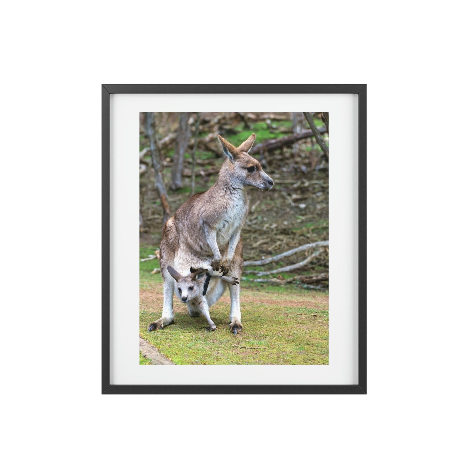 Framed Posters, Matte - Printed in Australia by Prima Printing - Hugging Kangaroos - Australia - Green Forest Home