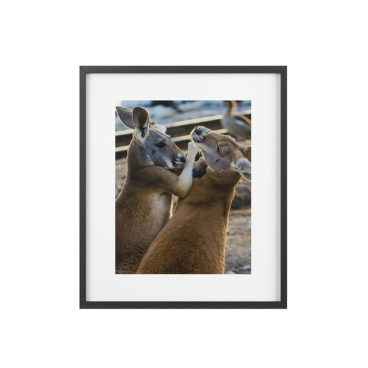 Framed Posters, Matte - Printed in Australia by Prima Printing - You Decide - Kangaroos Hugging, Playing or Fighting? - Australia - Green Forest Home