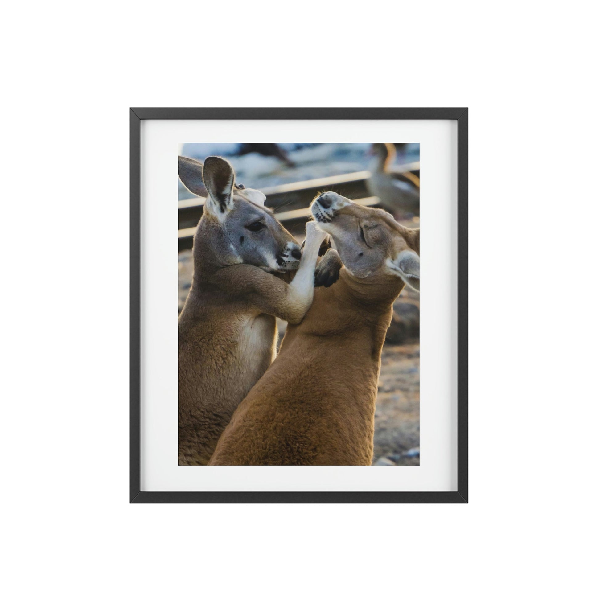 Framed Posters, Matte - Printed in Australia by Prima Printing - You Decide - Kangaroos Hugging, Playing or Fighting? - Australia - Green Forest Home