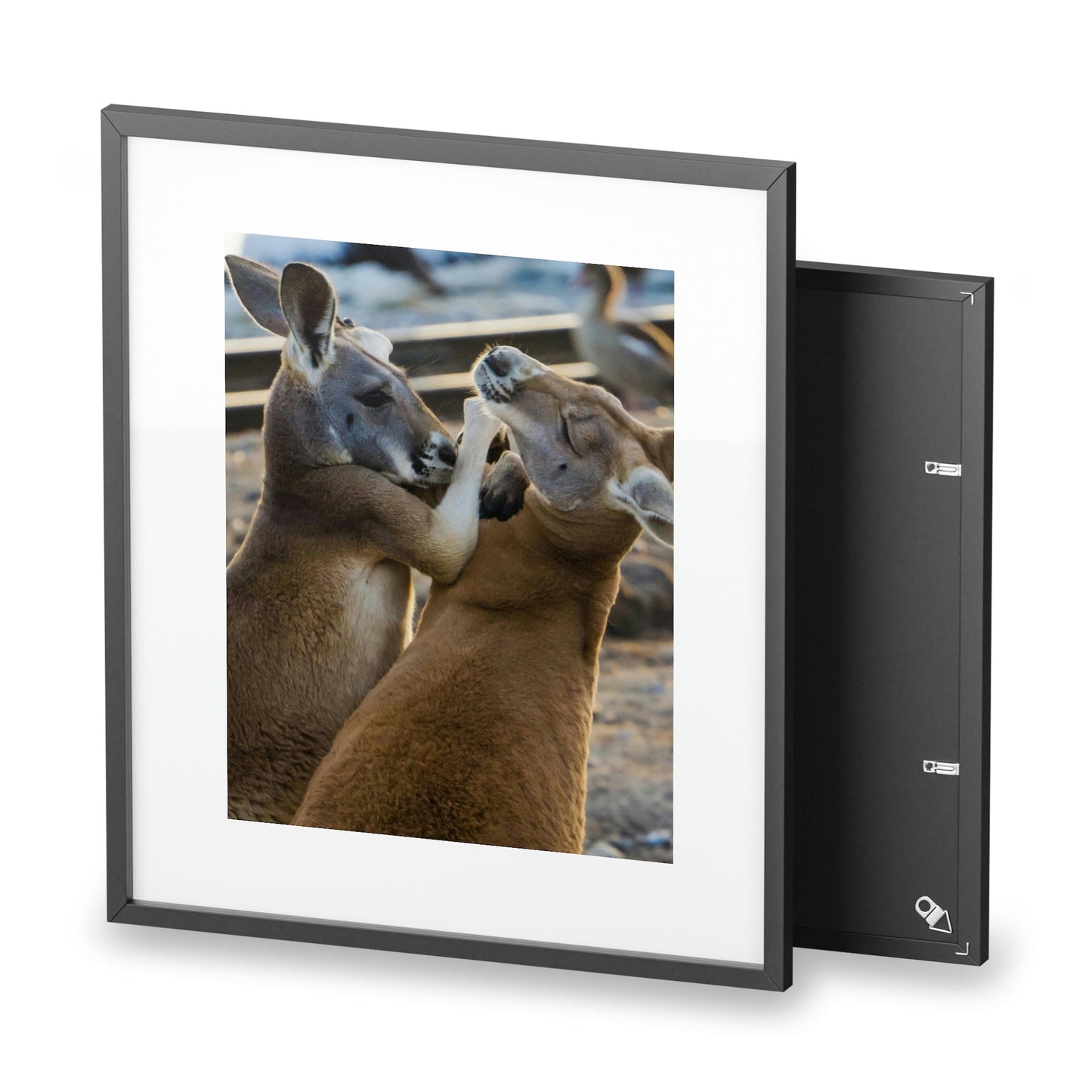 Framed Posters, Matte - Printed in Australia by Prima Printing - You Decide - Kangaroos Hugging, Playing or Fighting? - Australia - Green Forest Home