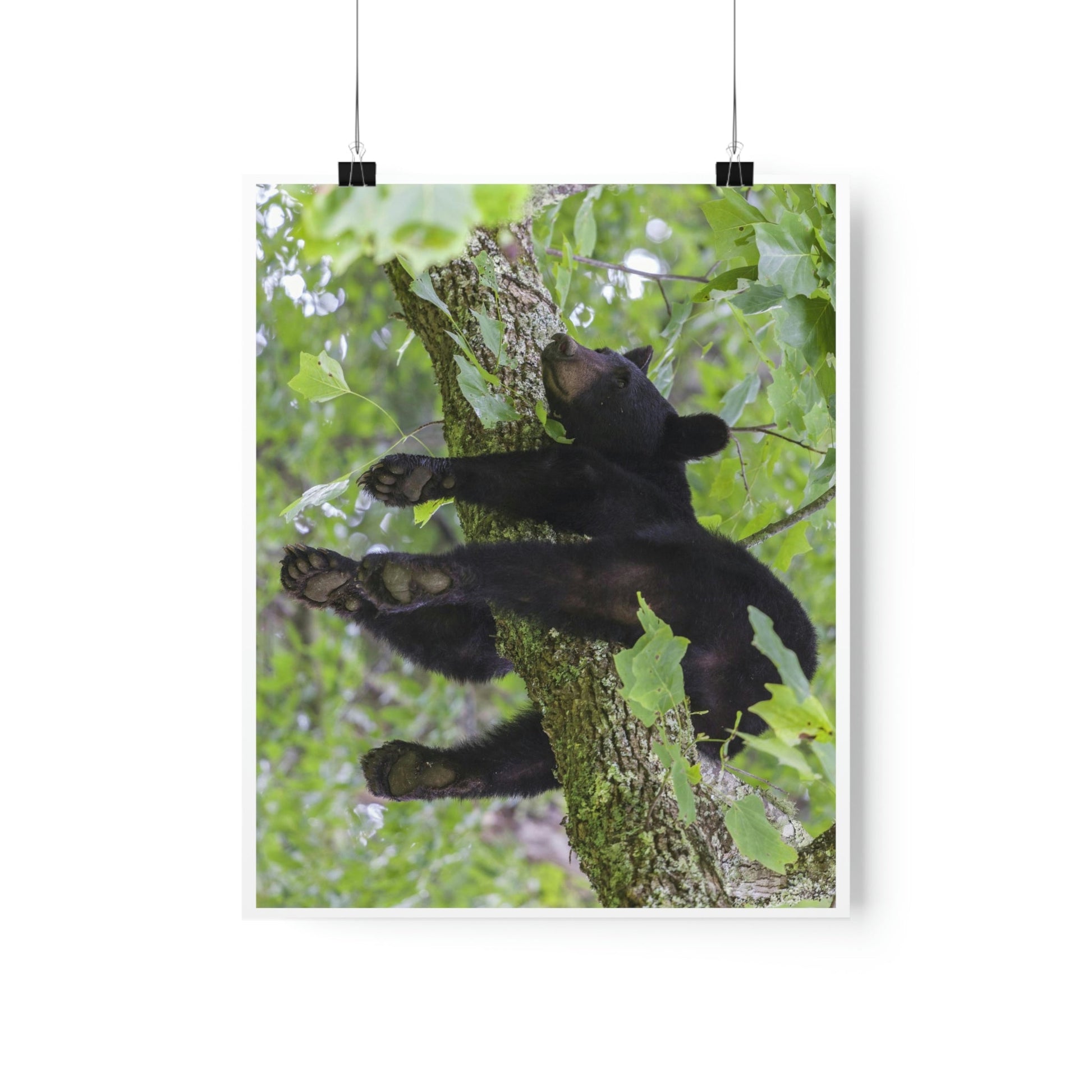 Premium Matte vertical posters - Happy bear in branch in Smoky Mountain National Park in Summer in Mountain National Park (SMNP) USA - Green Forest Home