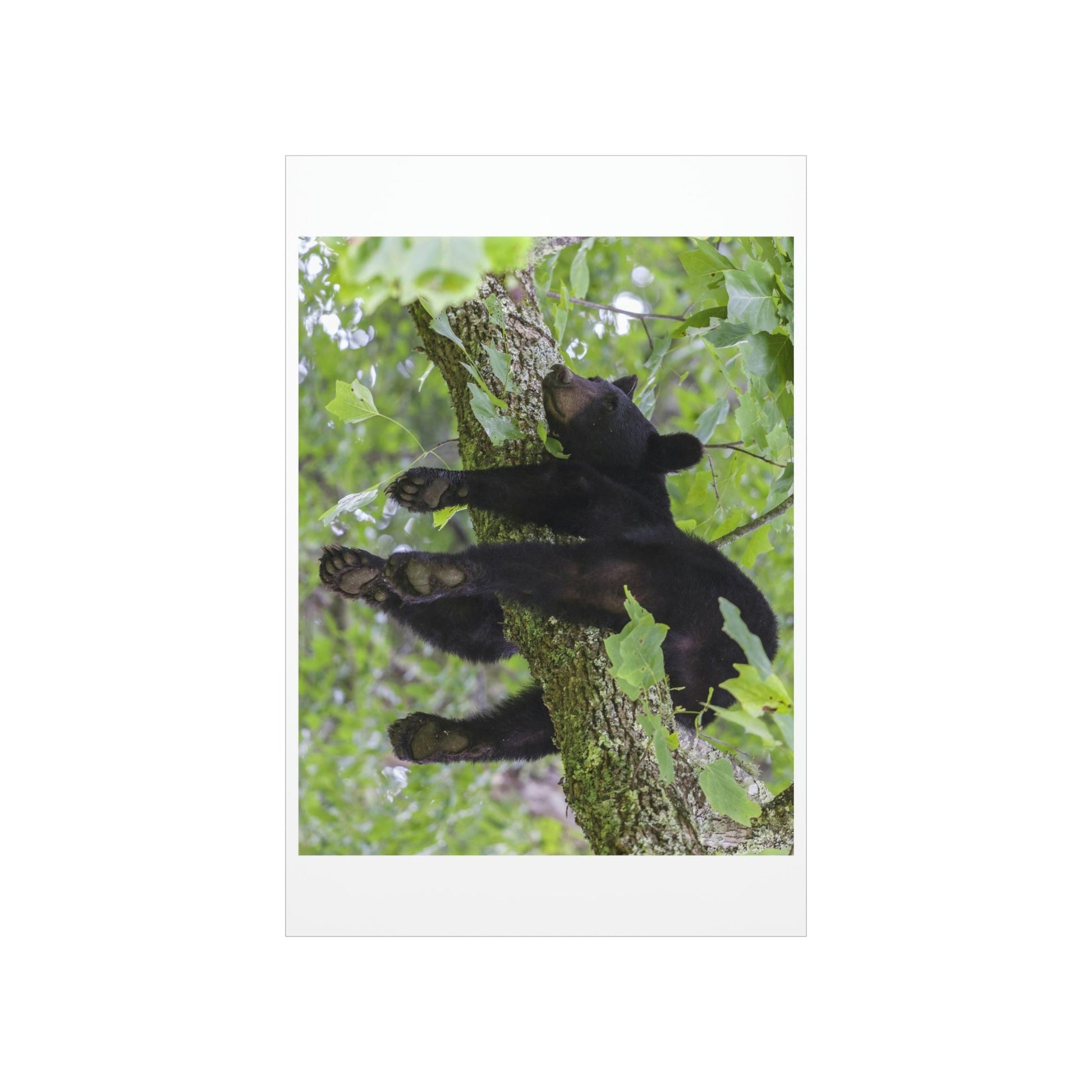 Premium Matte vertical posters - Happy bear in branch in Smoky Mountain National Park in Summer in Mountain National Park (SMNP) USA - Green Forest Home