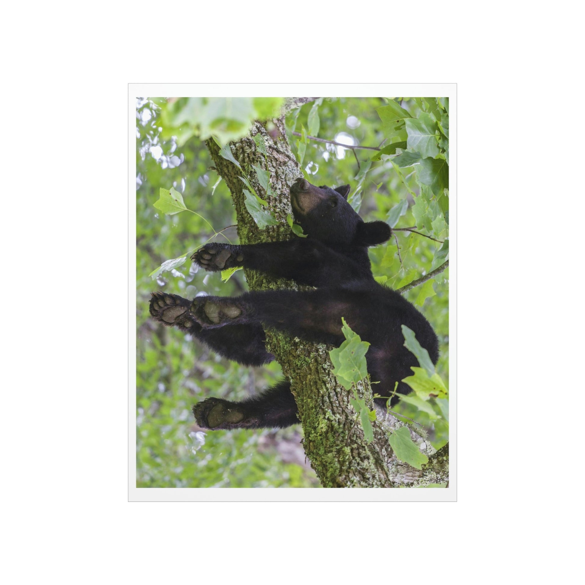 Premium Matte vertical posters - Happy bear in branch in Smoky Mountain National Park in Summer in Mountain National Park (SMNP) USA - Green Forest Home