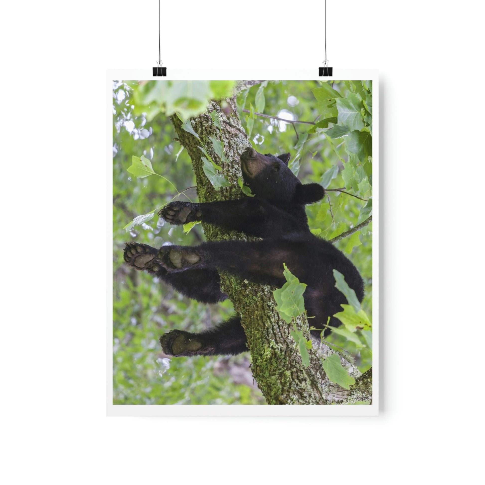 Premium Matte vertical posters - Happy bear in branch in Smoky Mountain National Park in Summer in Mountain National Park (SMNP) USA - Green Forest Home