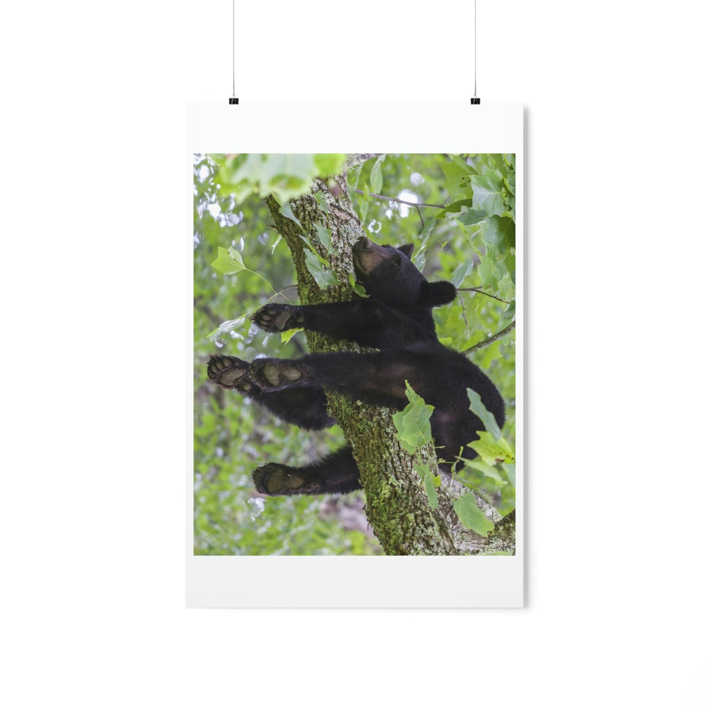 Premium Matte vertical posters - Happy bear in branch in Smoky Mountain National Park in Summer in Mountain National Park (SMNP) USA - Green Forest Home