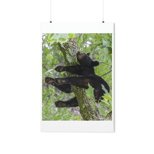 Premium Matte vertical posters - Happy bear in branch in Smoky Mountain National Park in Summer in Mountain National Park (SMNP) USA - Green Forest Home