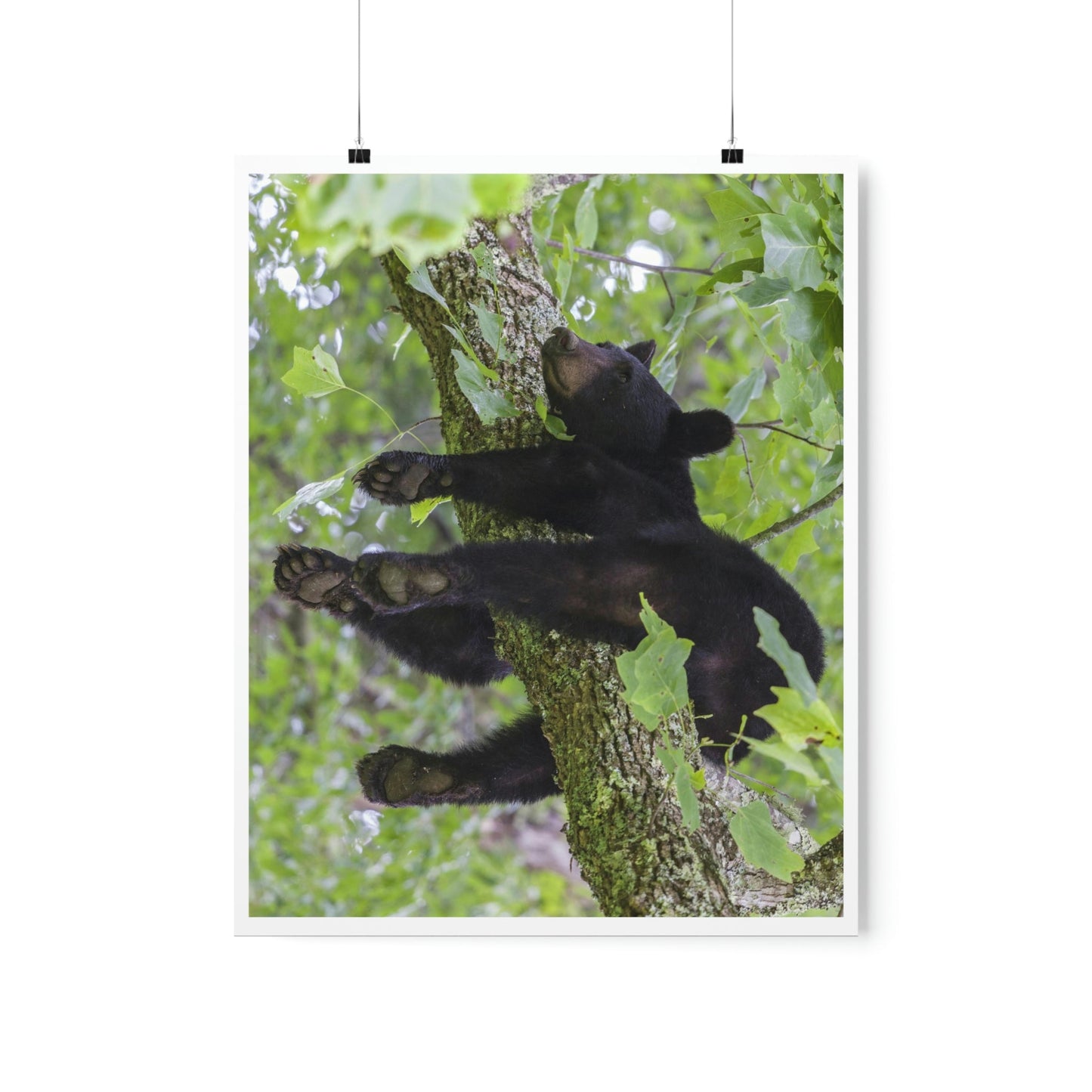 Premium Matte vertical posters - Happy bear in branch in Smoky Mountain National Park in Summer in Mountain National Park (SMNP) USA - Green Forest Home