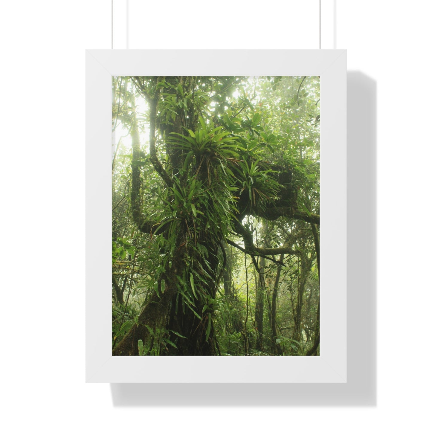 Rainforest Trails & Views - Gallery Canvas Wraps, Framed Vertical Poster - El Yunque National Forest - Puerto Rico - Near the end of Tradewinds Trail a Huge Tree with Bromeliads - Green Forest Home