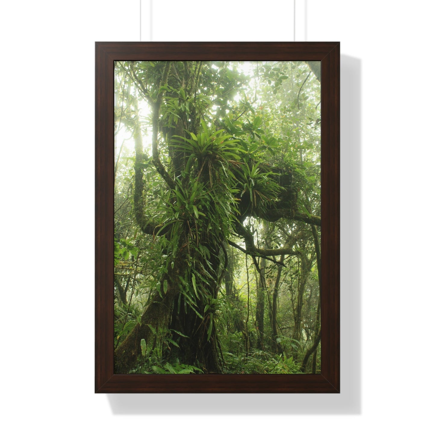 Rainforest Trails & Views - Gallery Canvas Wraps, Framed Vertical Poster - El Yunque National Forest - Puerto Rico - Near the end of Tradewinds Trail a Huge Tree with Bromeliads - Green Forest Home