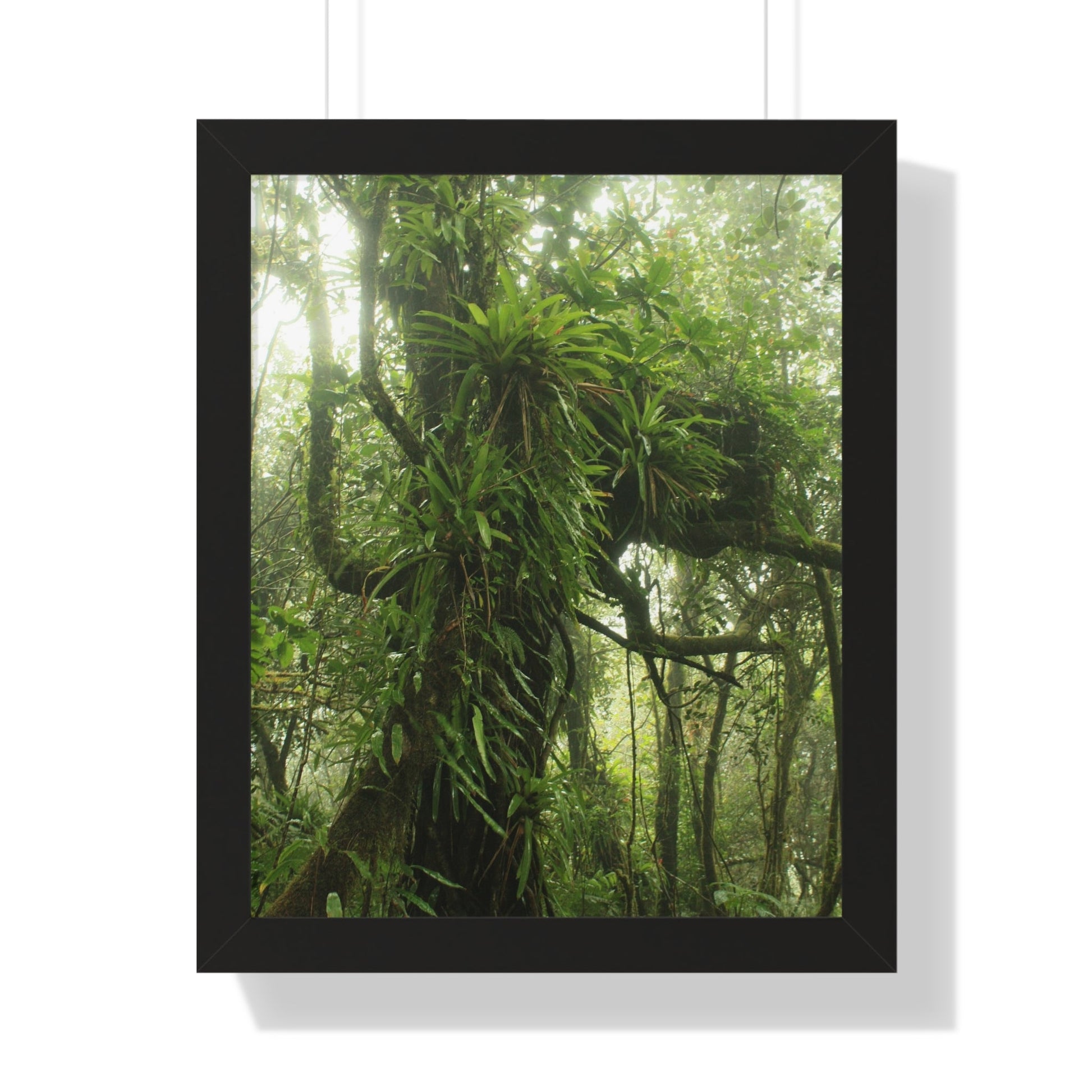 Rainforest Trails & Views - Gallery Canvas Wraps, Framed Vertical Poster - El Yunque National Forest - Puerto Rico - Near the end of Tradewinds Trail a Huge Tree with Bromeliads - Green Forest Home