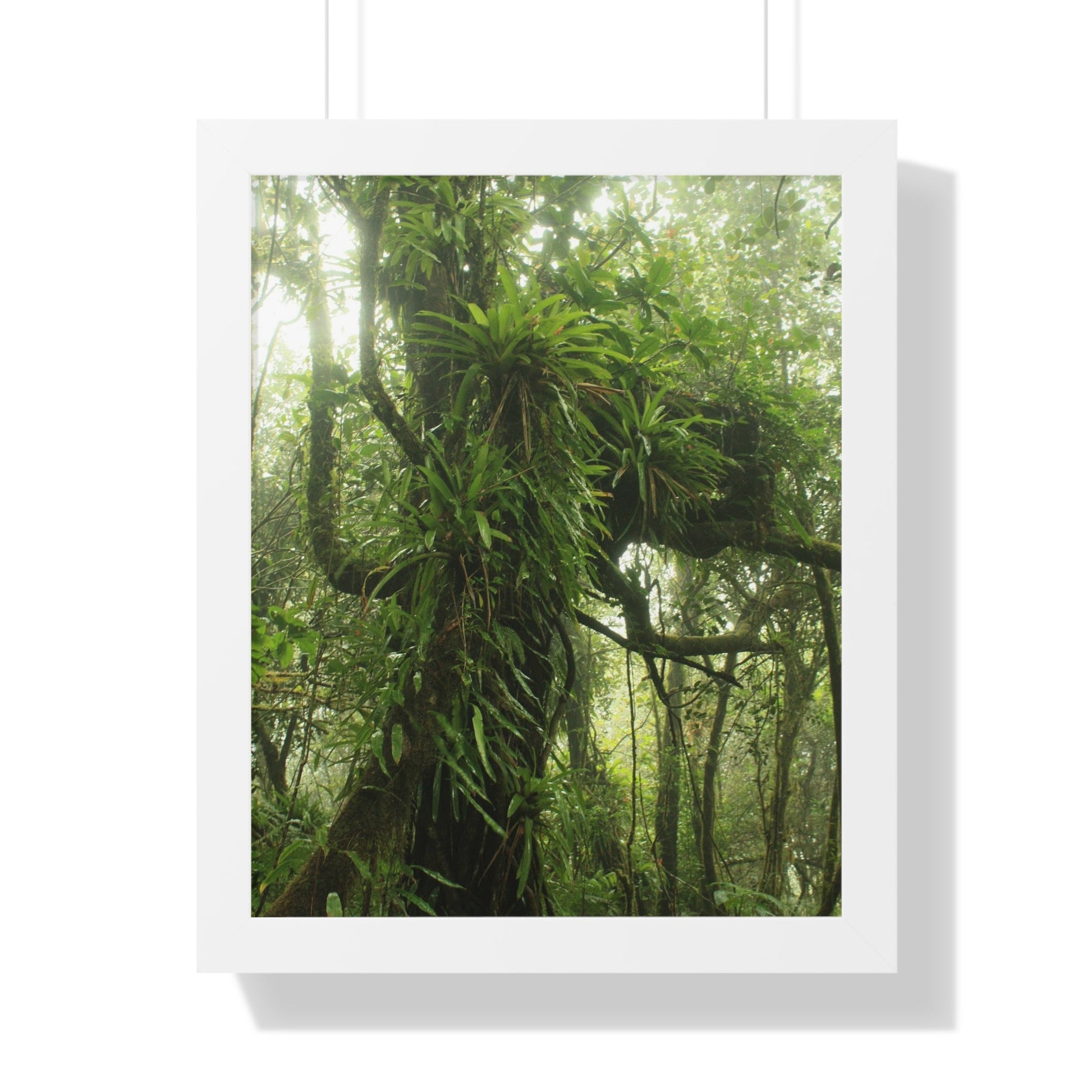 Rainforest Trails & Views - Gallery Canvas Wraps, Framed Vertical Poster - El Yunque National Forest - Puerto Rico - Near the end of Tradewinds Trail a Huge Tree with Bromeliads - Green Forest Home