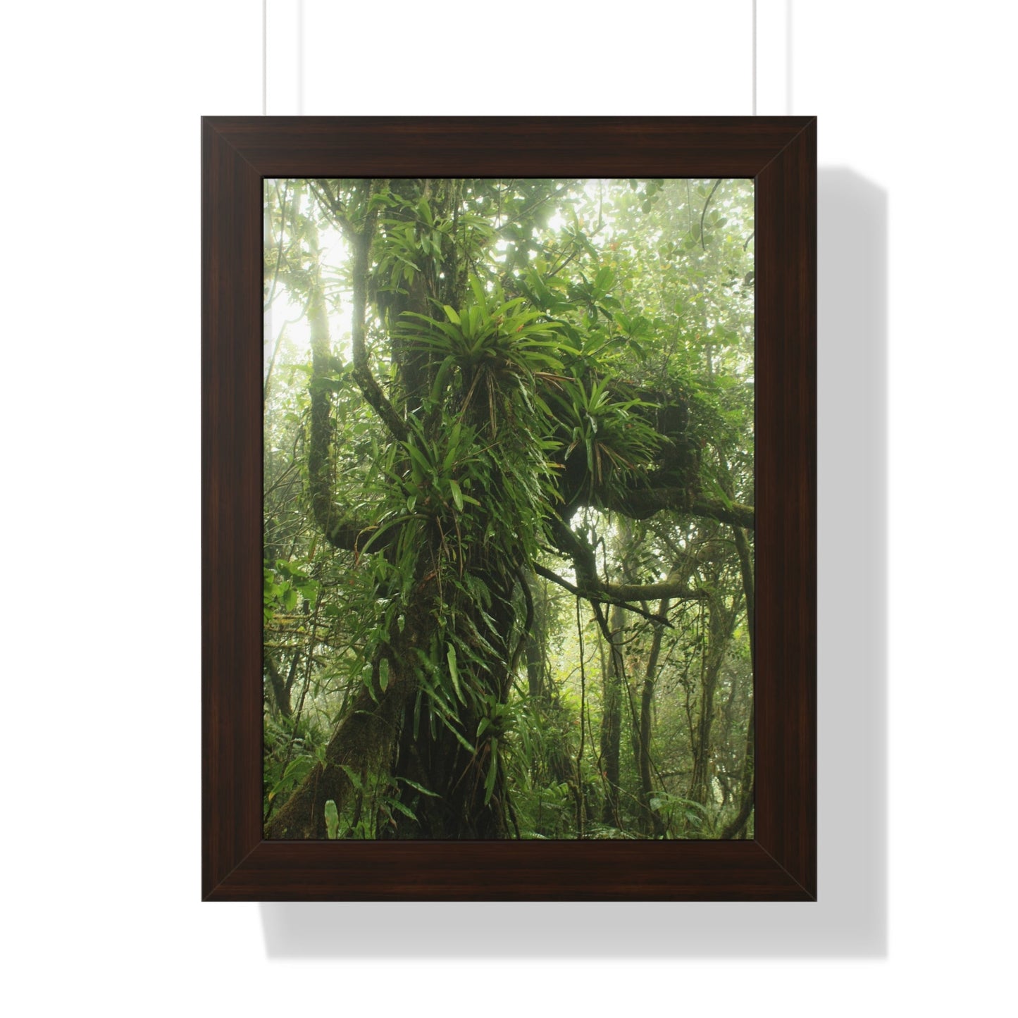 Rainforest Trails & Views - Gallery Canvas Wraps, Framed Vertical Poster - El Yunque National Forest - Puerto Rico - Near the end of Tradewinds Trail a Huge Tree with Bromeliads - Green Forest Home