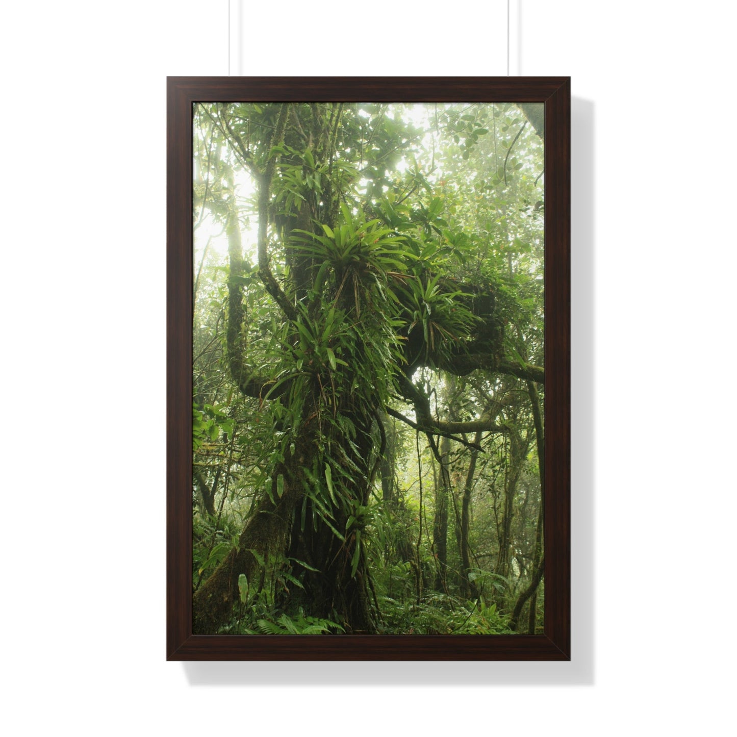 Rainforest Trails & Views - Gallery Canvas Wraps, Framed Vertical Poster - El Yunque National Forest - Puerto Rico - Near the end of Tradewinds Trail a Huge Tree with Bromeliads - Green Forest Home