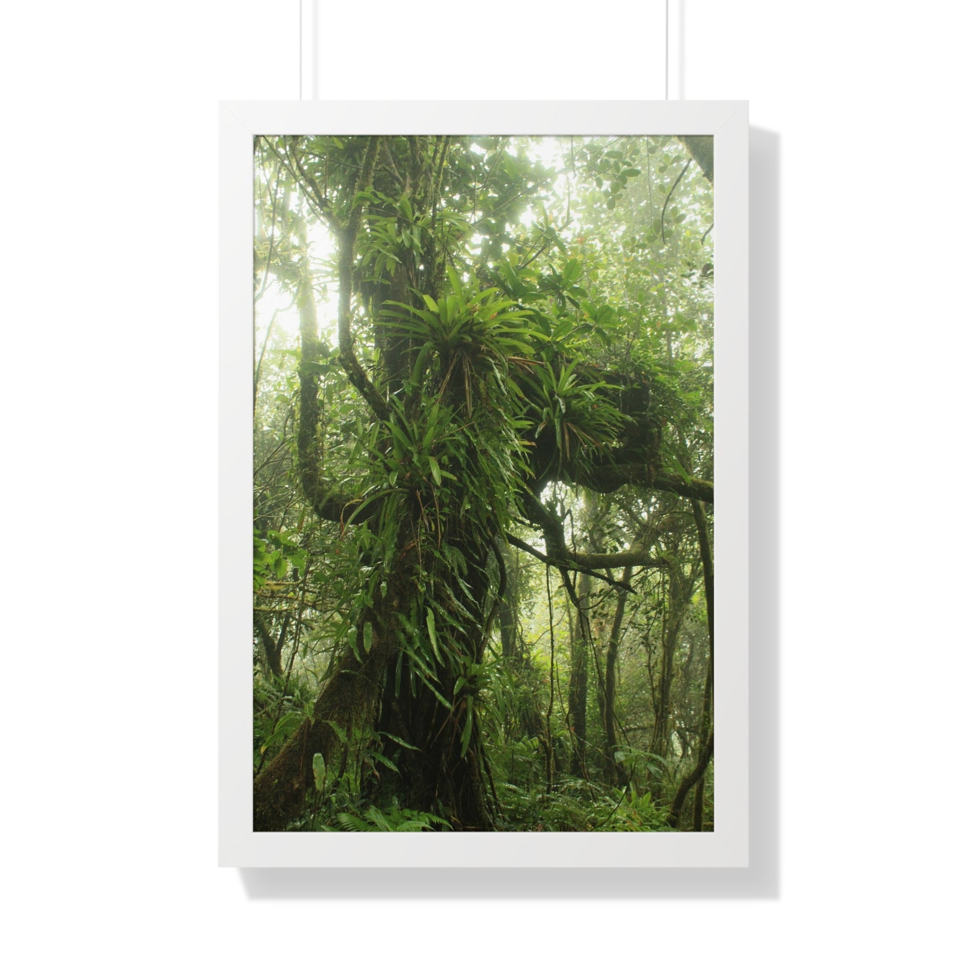 Rainforest Trails & Views - Gallery Canvas Wraps, Framed Vertical Poster - El Yunque National Forest - Puerto Rico - Near the end of Tradewinds Trail a Huge Tree with Bromeliads - Green Forest Home