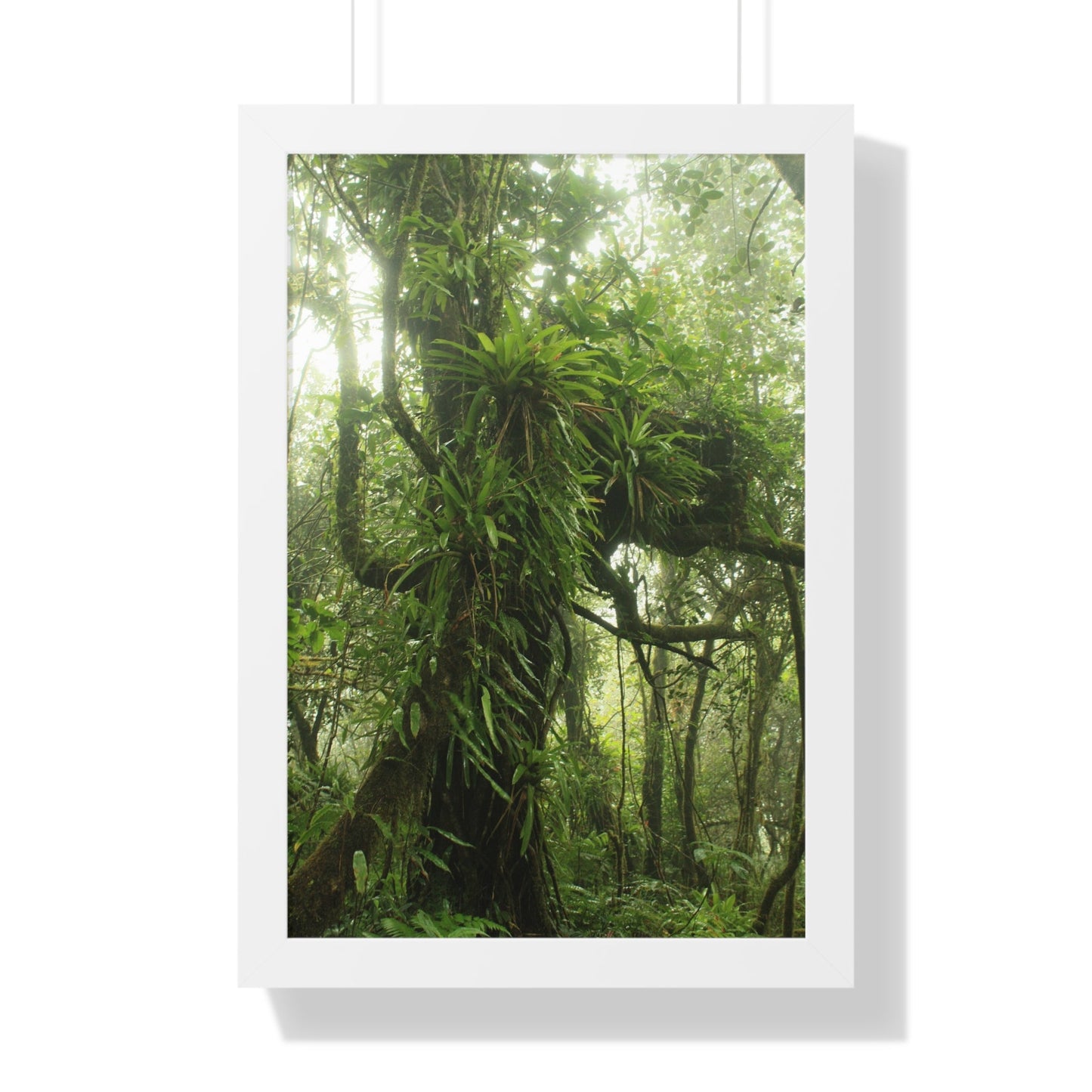 Rainforest Trails & Views - Gallery Canvas Wraps, Framed Vertical Poster - El Yunque National Forest - Puerto Rico - Near the end of Tradewinds Trail a Huge Tree with Bromeliads - Green Forest Home