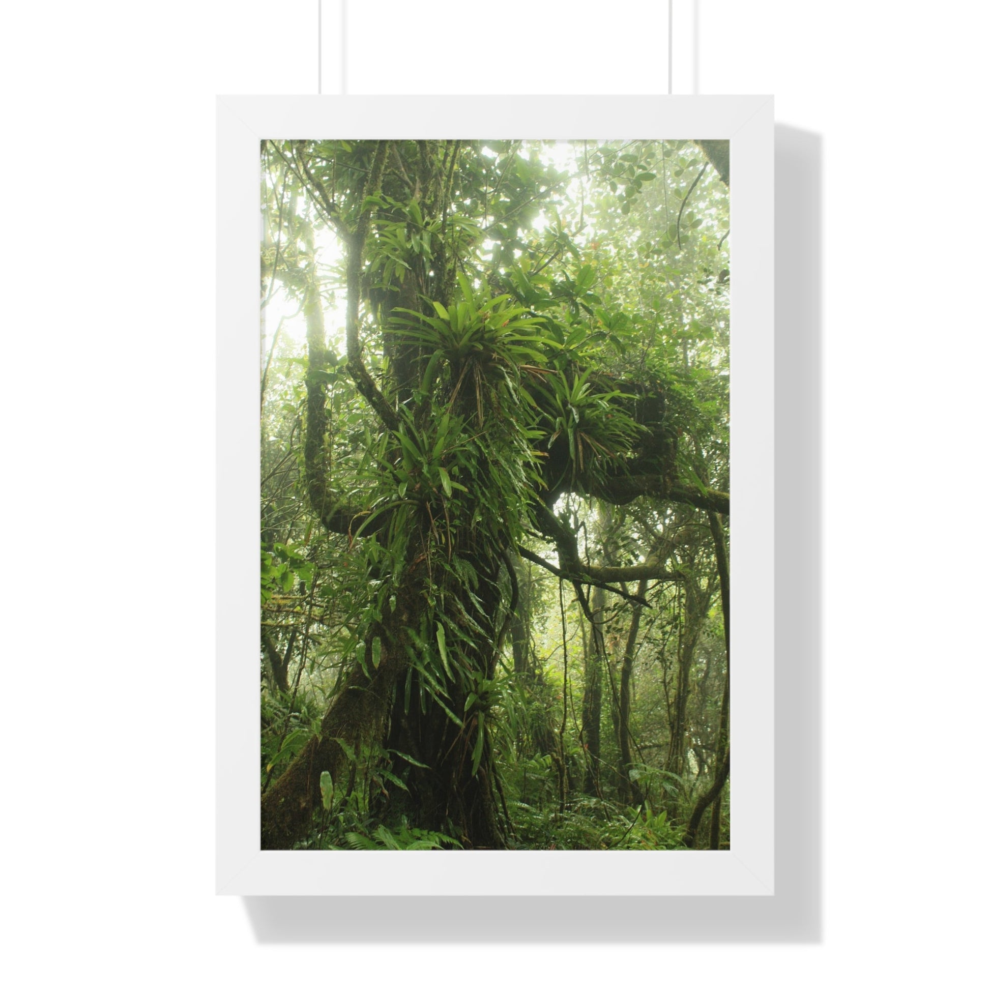 Rainforest Trails & Views - Gallery Canvas Wraps, Framed Vertical Poster - El Yunque National Forest - Puerto Rico - Near the end of Tradewinds Trail a Huge Tree with Bromeliads - Green Forest Home