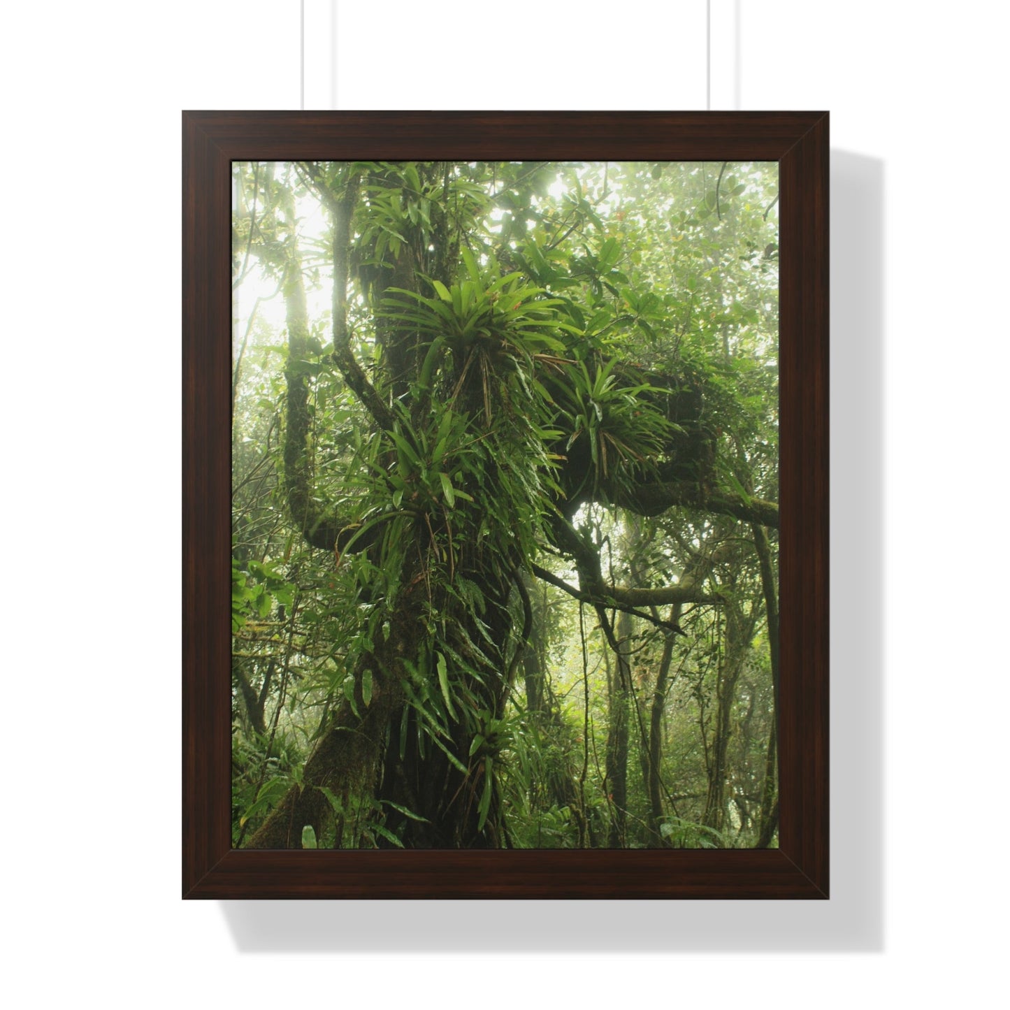 Rainforest Trails & Views - Gallery Canvas Wraps, Framed Vertical Poster - El Yunque National Forest - Puerto Rico - Near the end of Tradewinds Trail a Huge Tree with Bromeliads - Green Forest Home